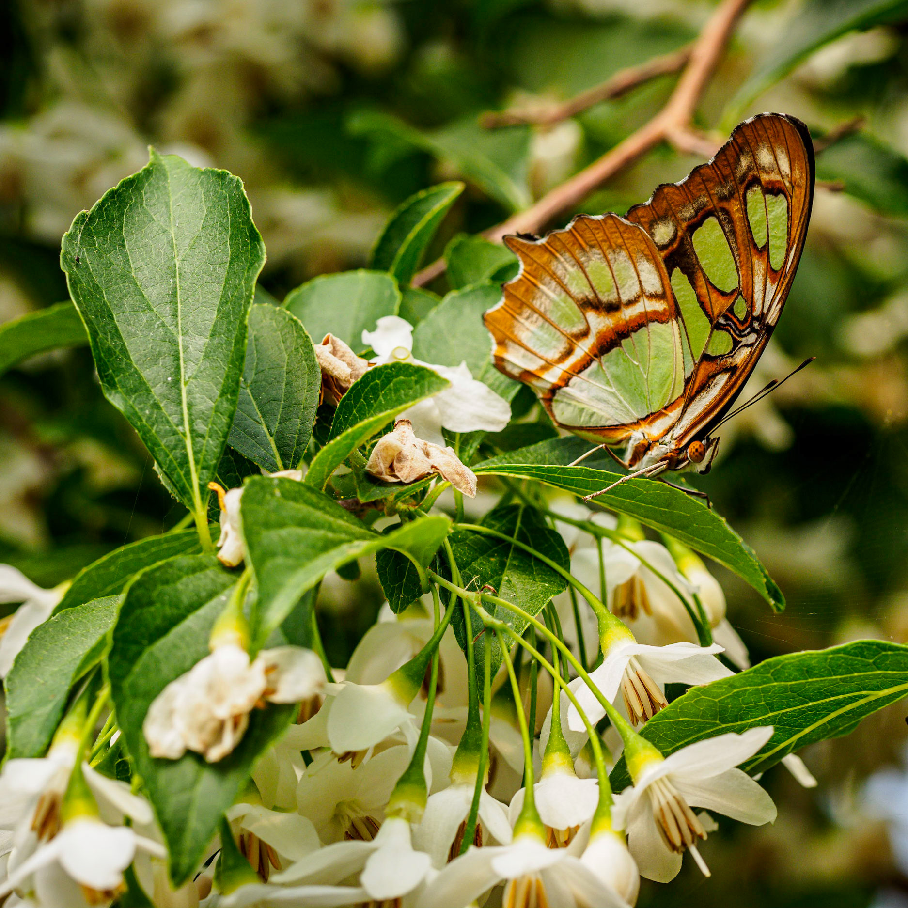 Malachite Butterfly