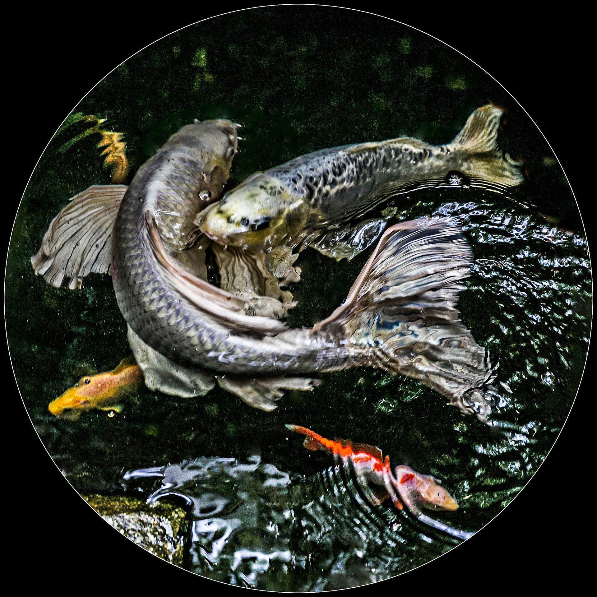 Koi