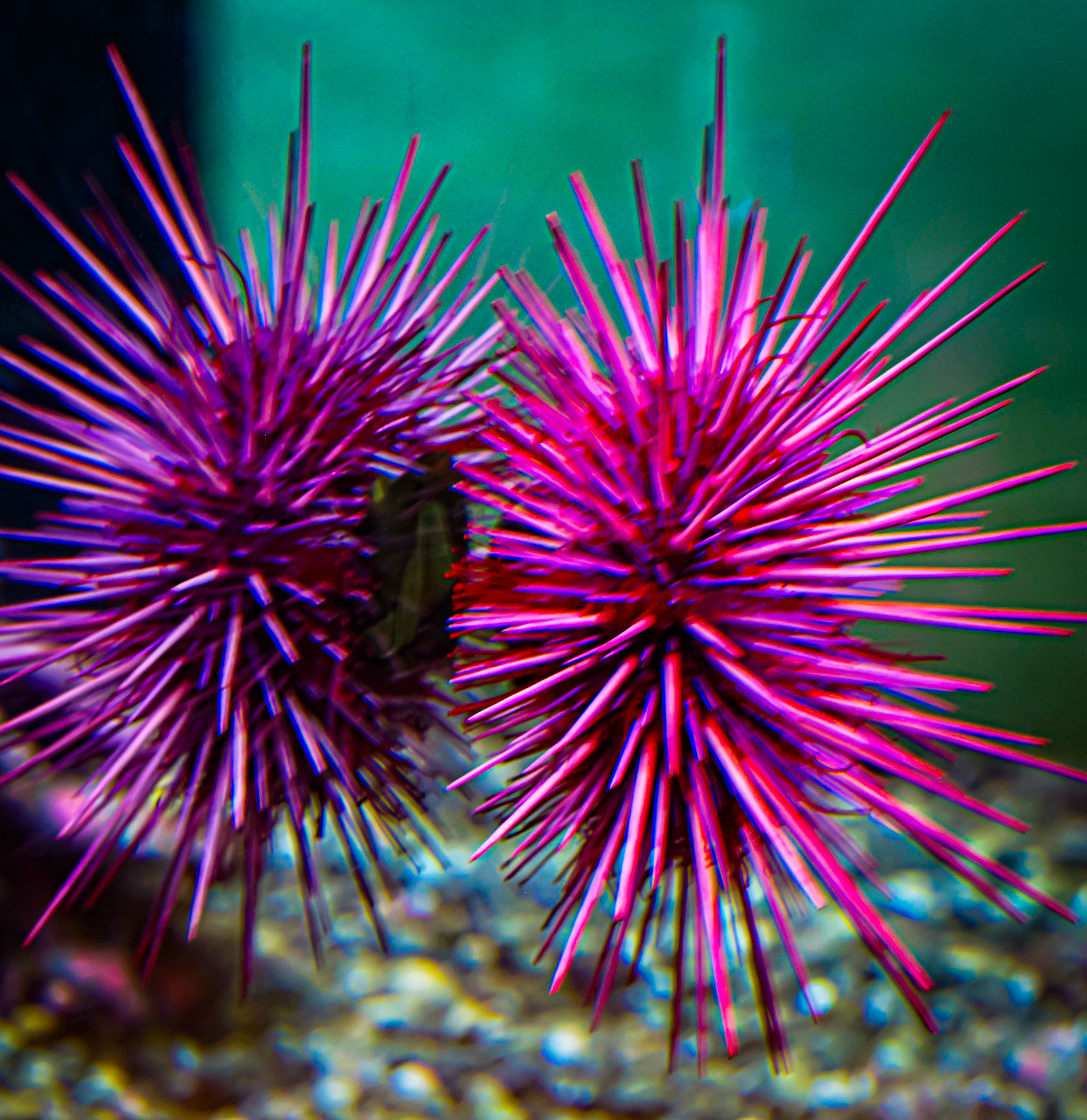 Reflection Purple Sea Urchins