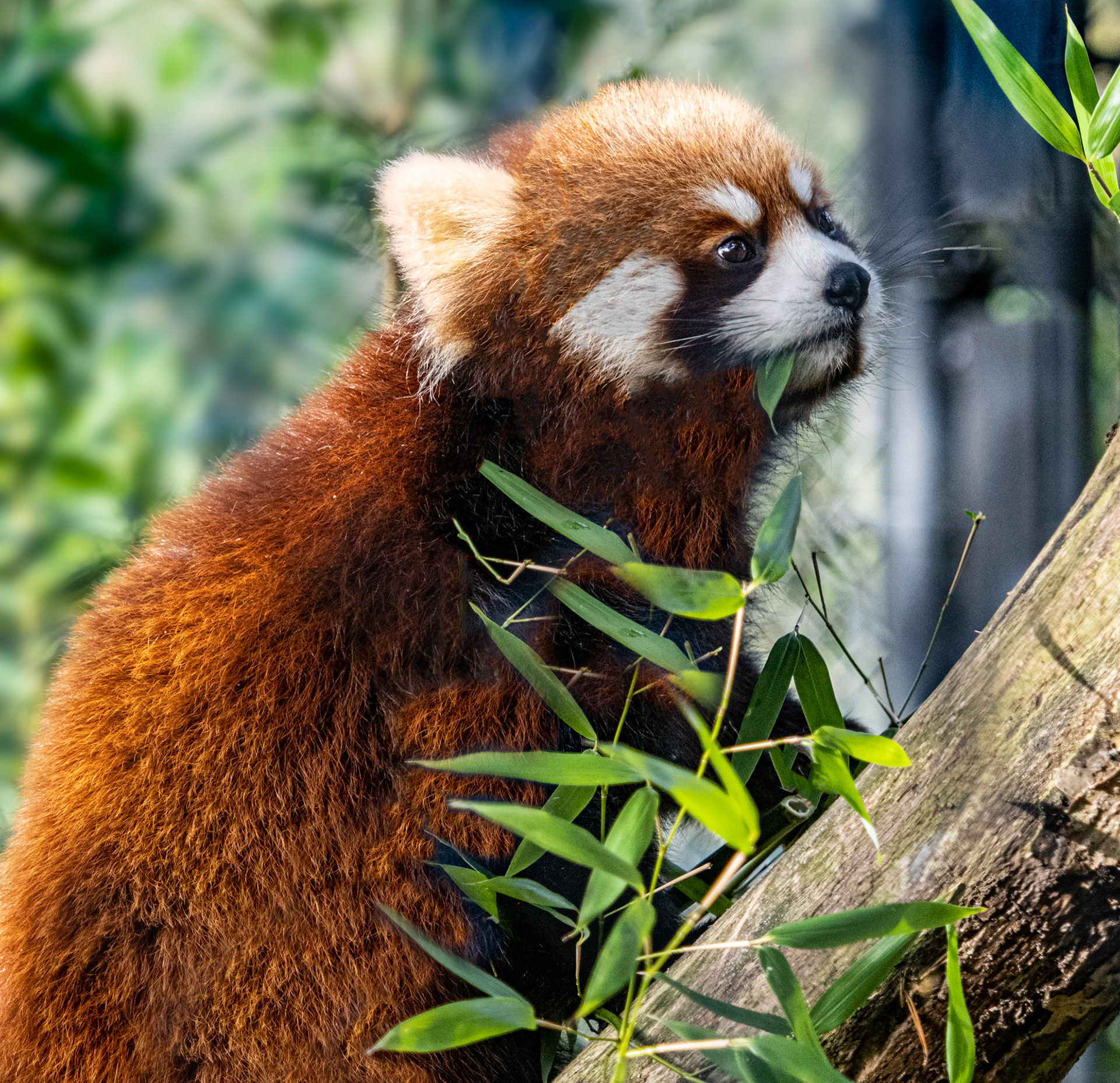 Red Pandag