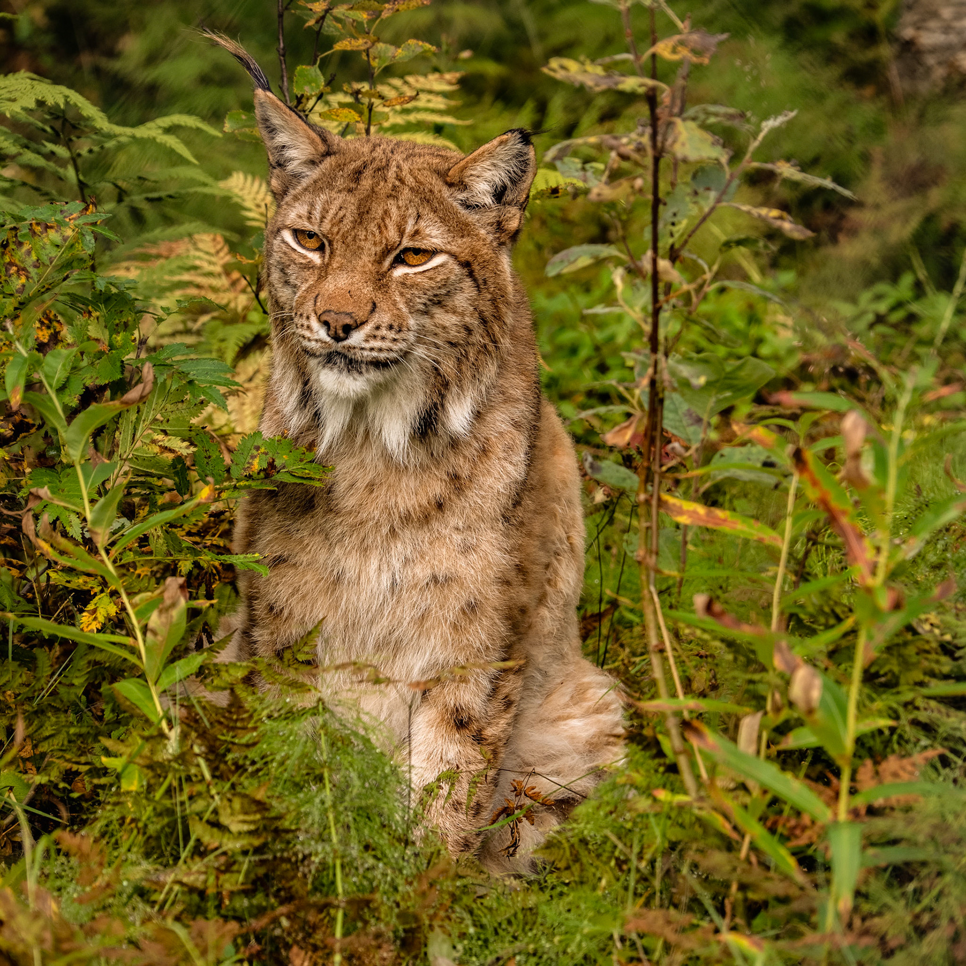 Lynx NWCCC Print
