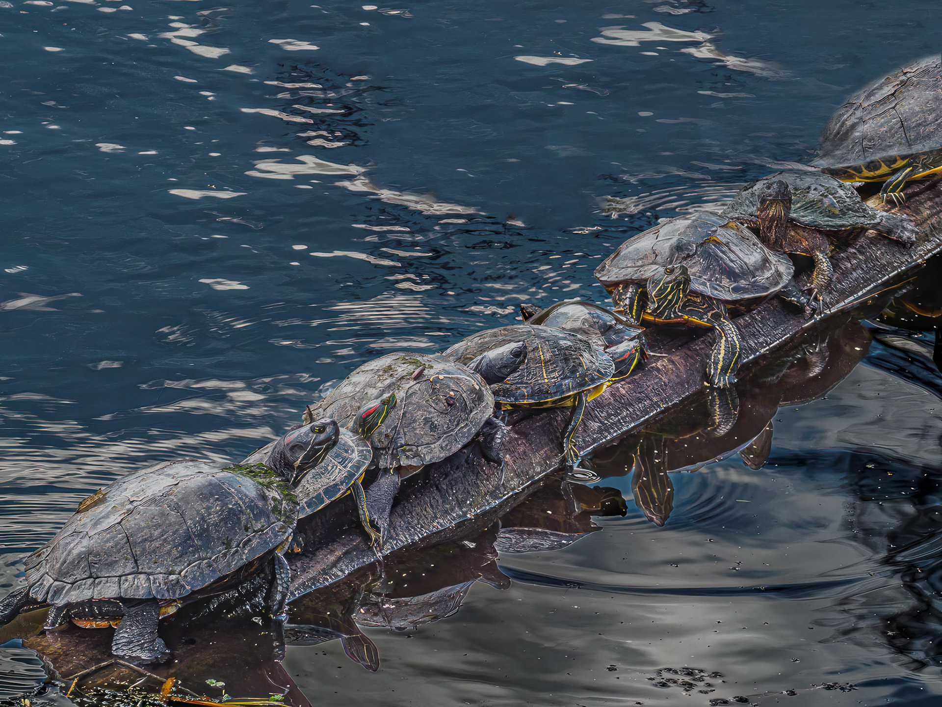 "The Little One Said, 'Roll Over!'