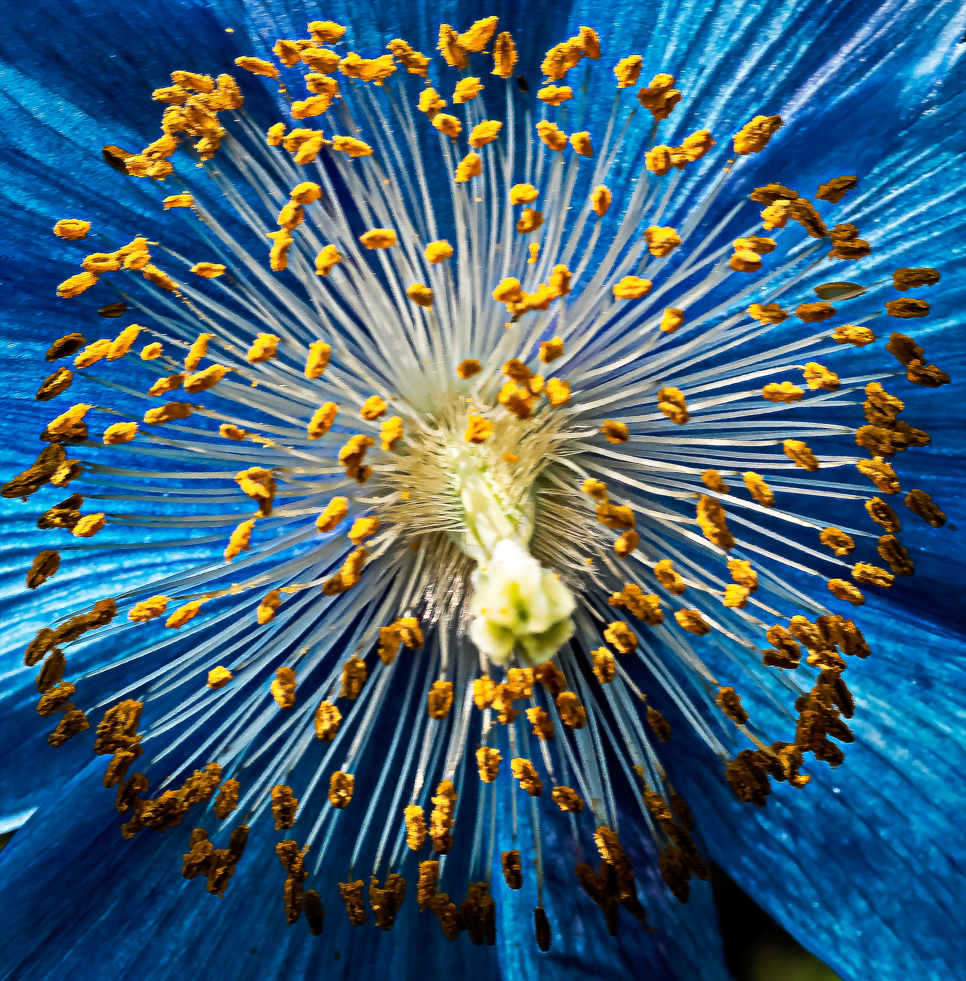 Macro Blue Poppy