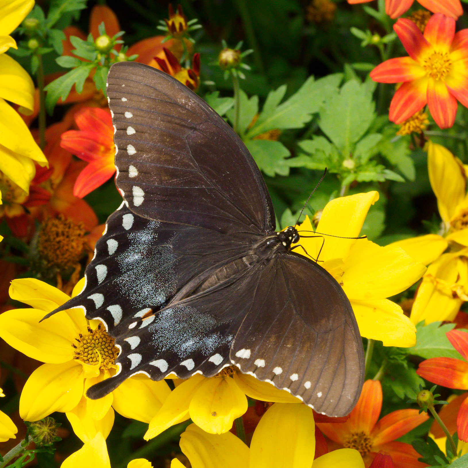 Swallowtail Butterfly