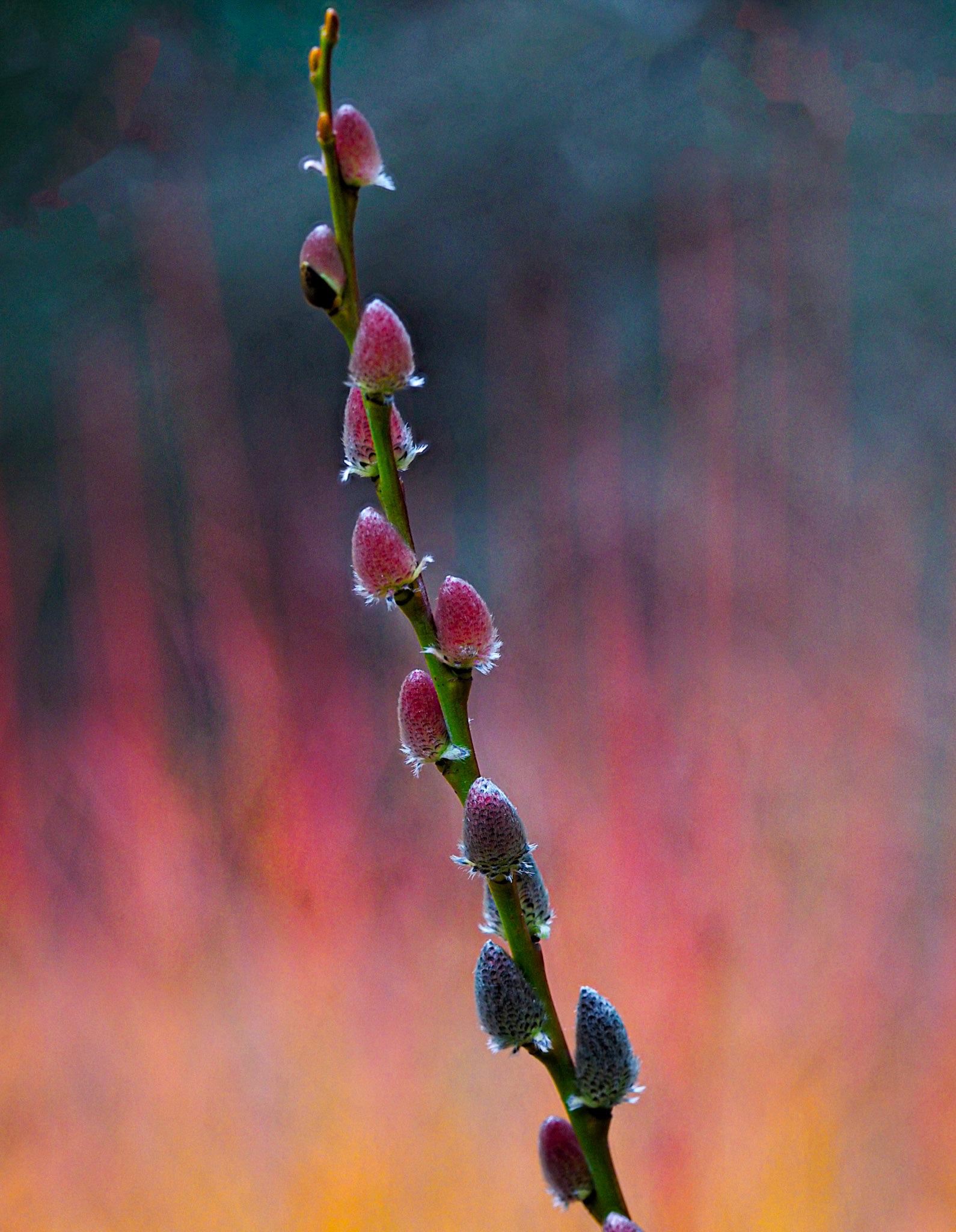Willow on Fire