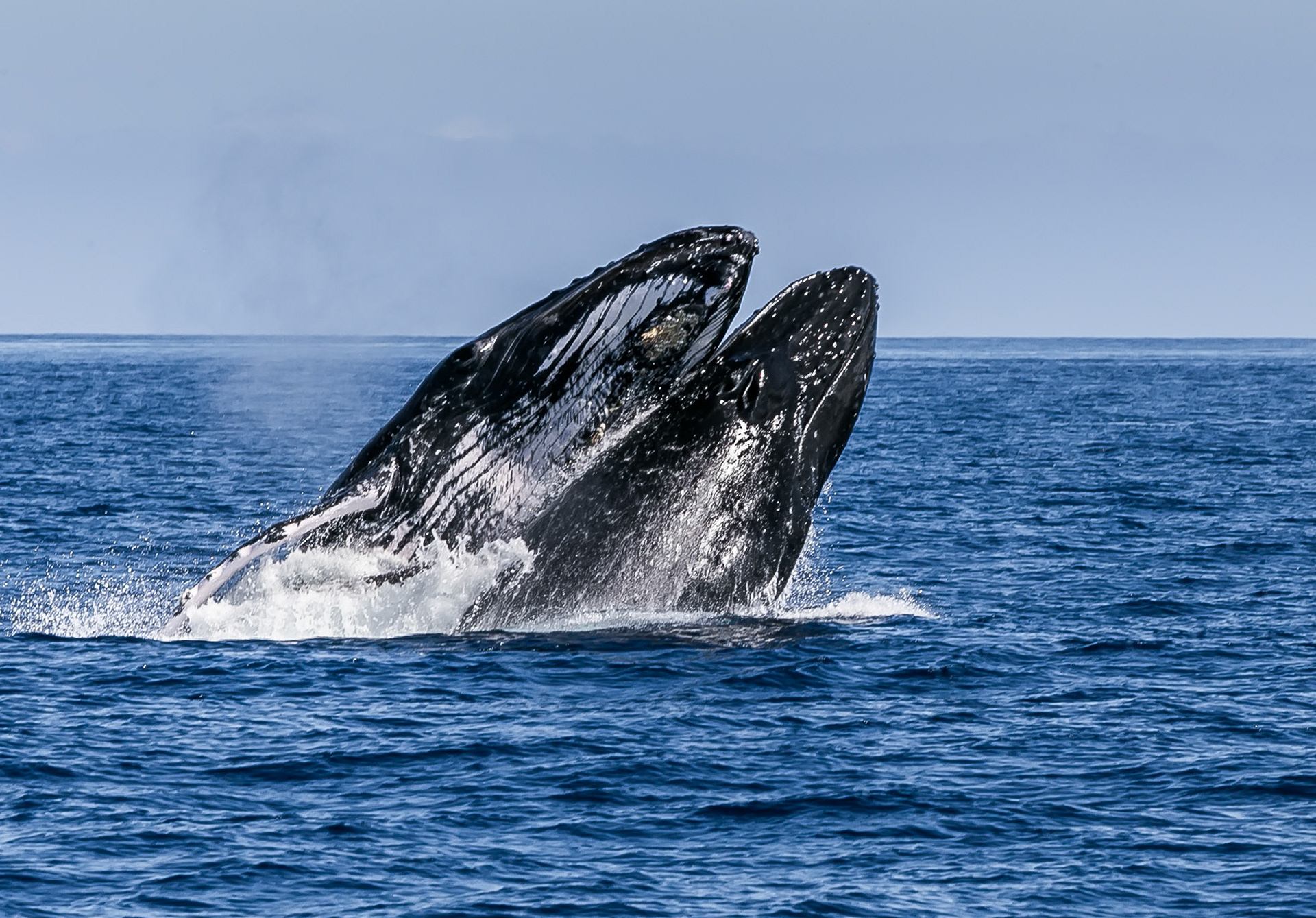 Breaching Sperm Whales Accepted 2014 NW International Exhibition Score 23