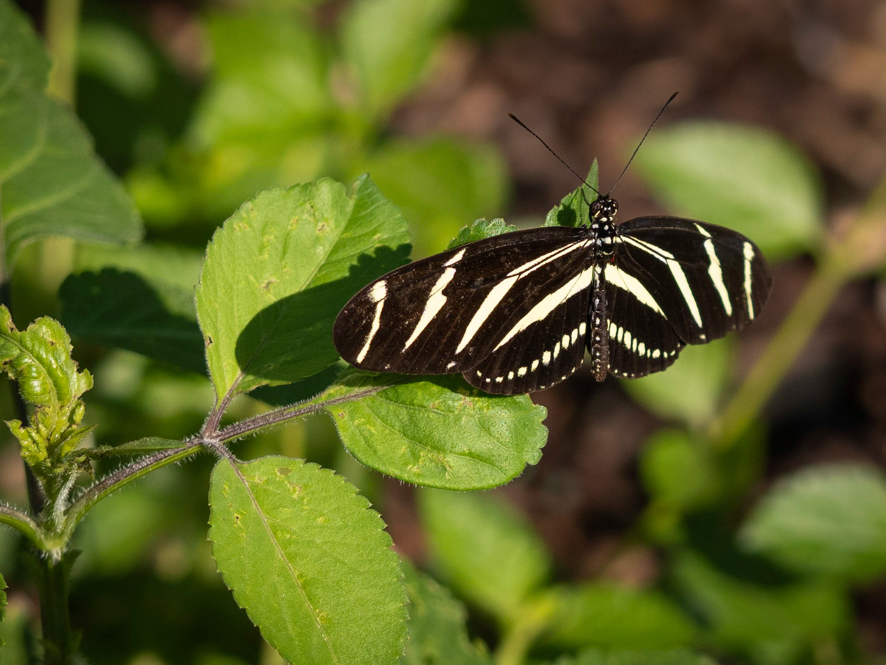 Zebra Butterfly