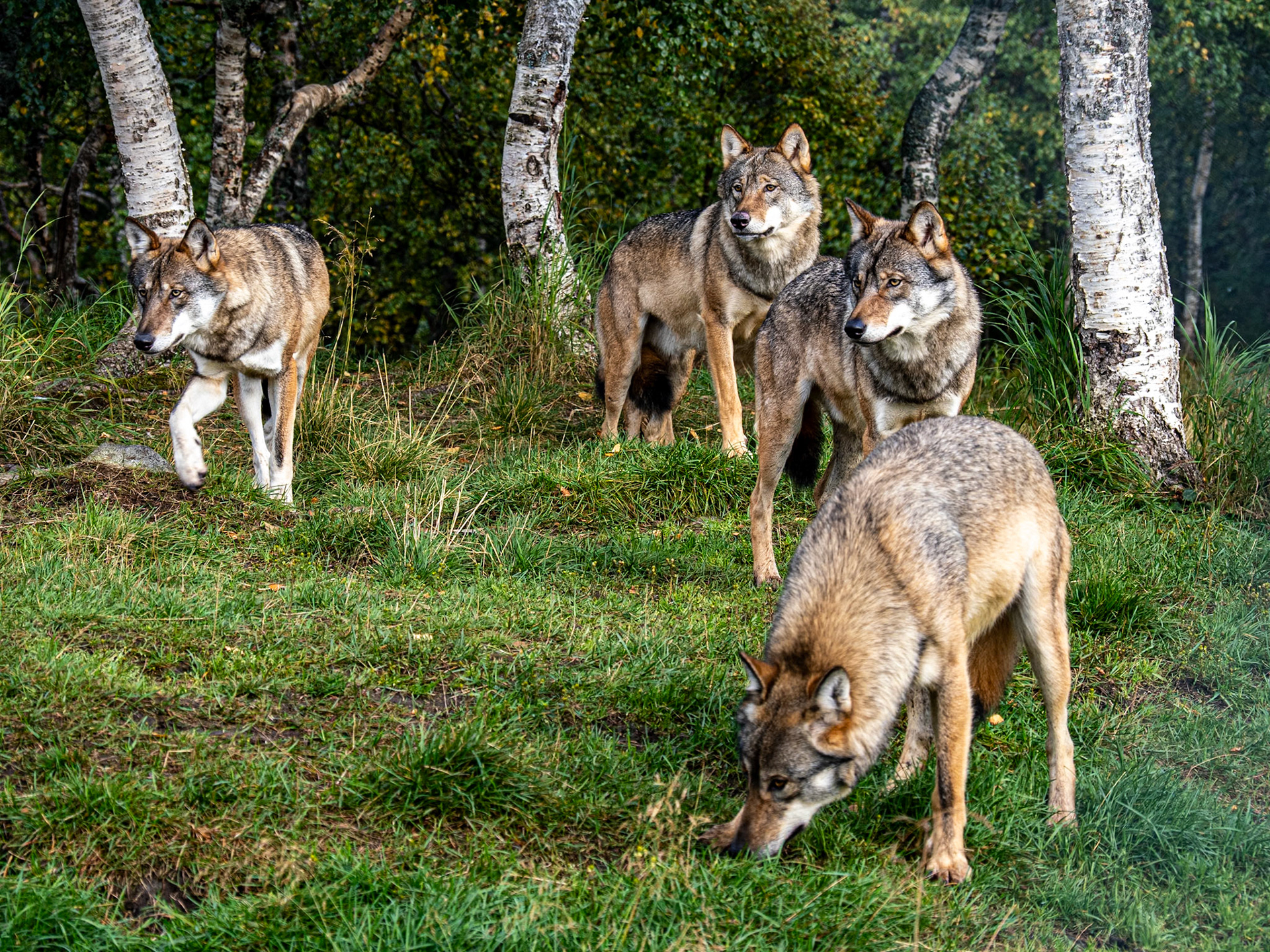 Artic Wolves NWCCC 26 Print