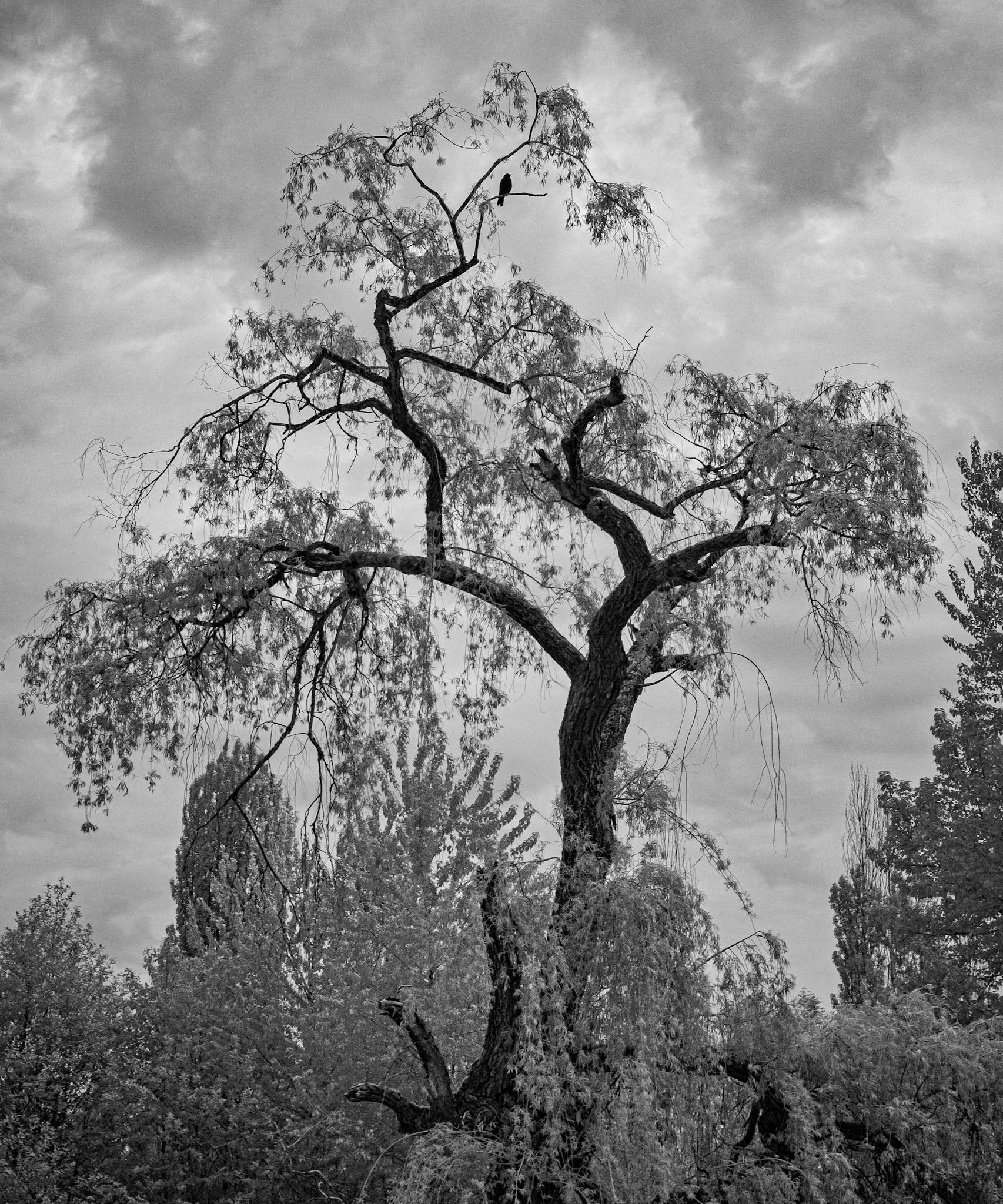 Crow's Tree