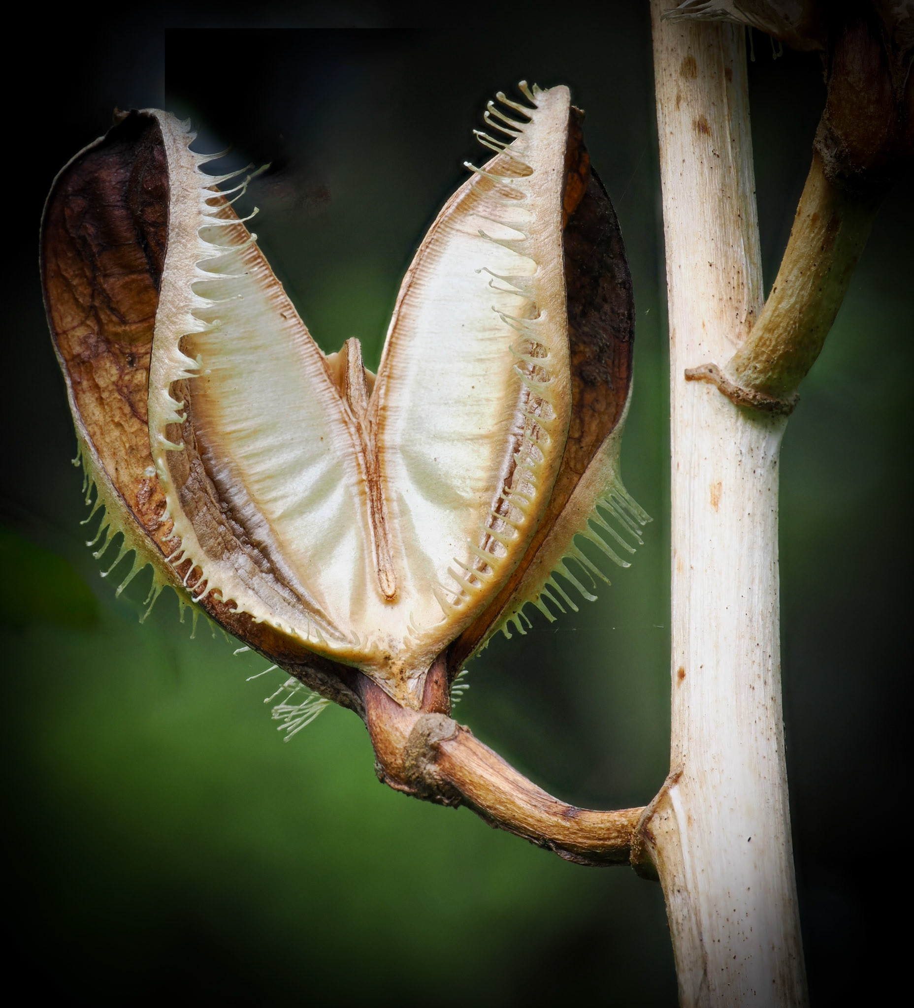 Iris Pod