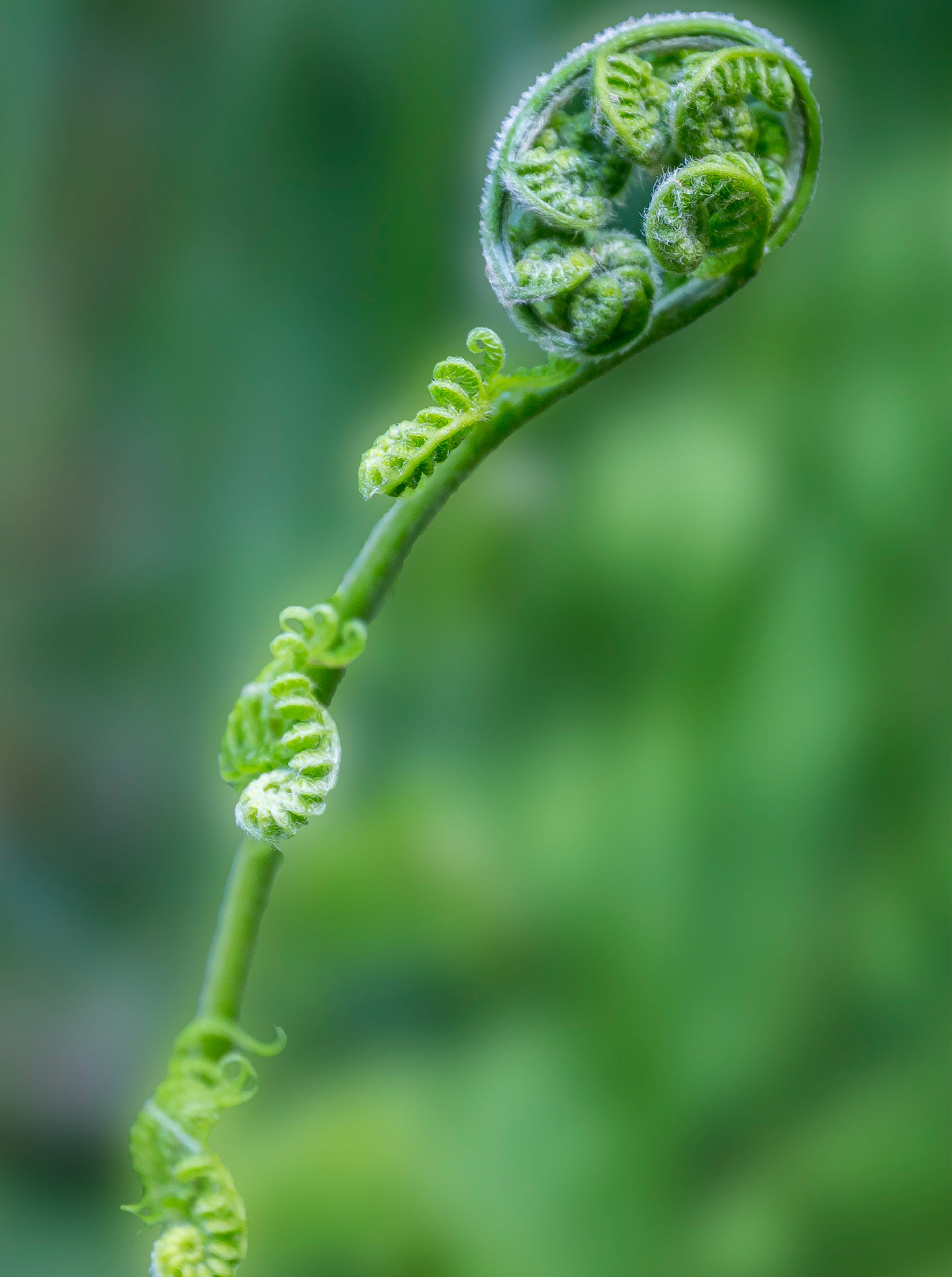 Fiddleback Fern