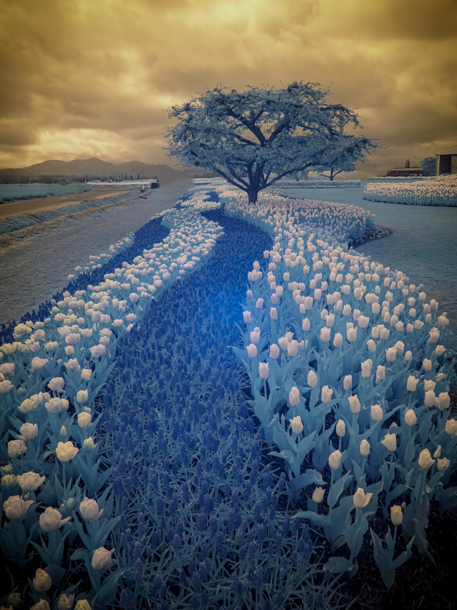 Infrared Tulip River
