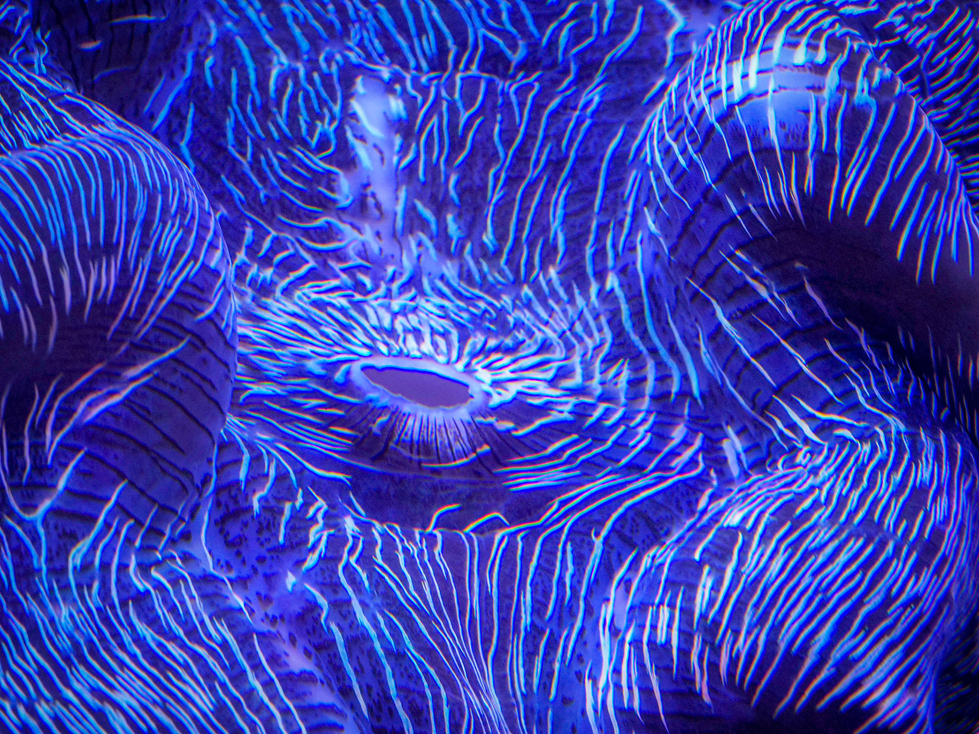 Macro Blue Sea Star