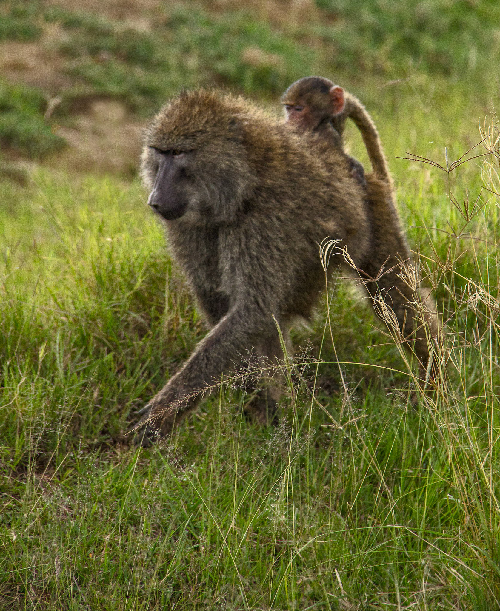 Monkey on my Back, Kenya