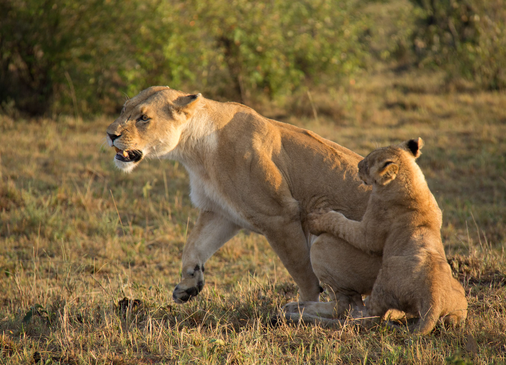 Mama, Wake Up!  Lions, Kenya