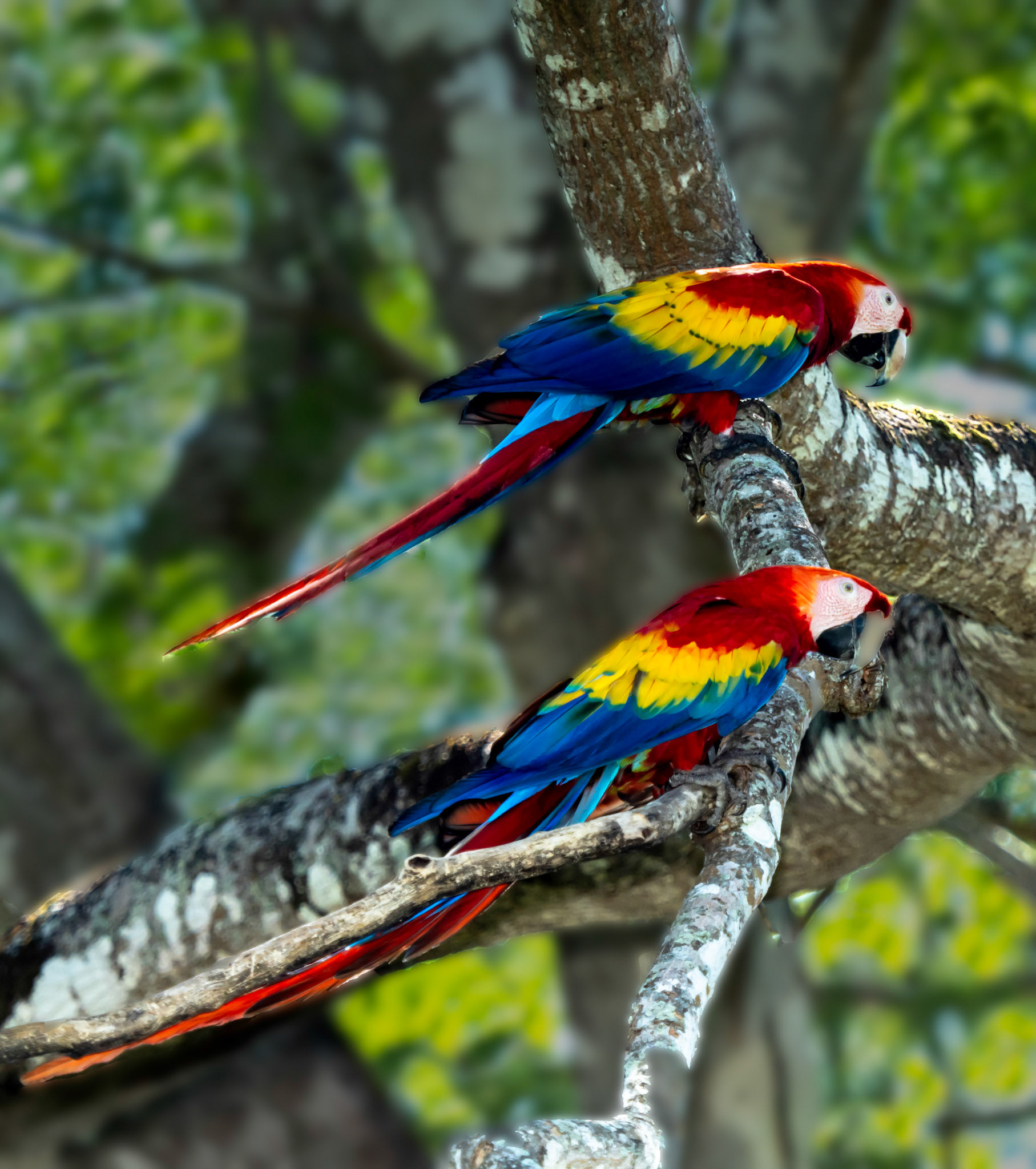 Macaw Pair