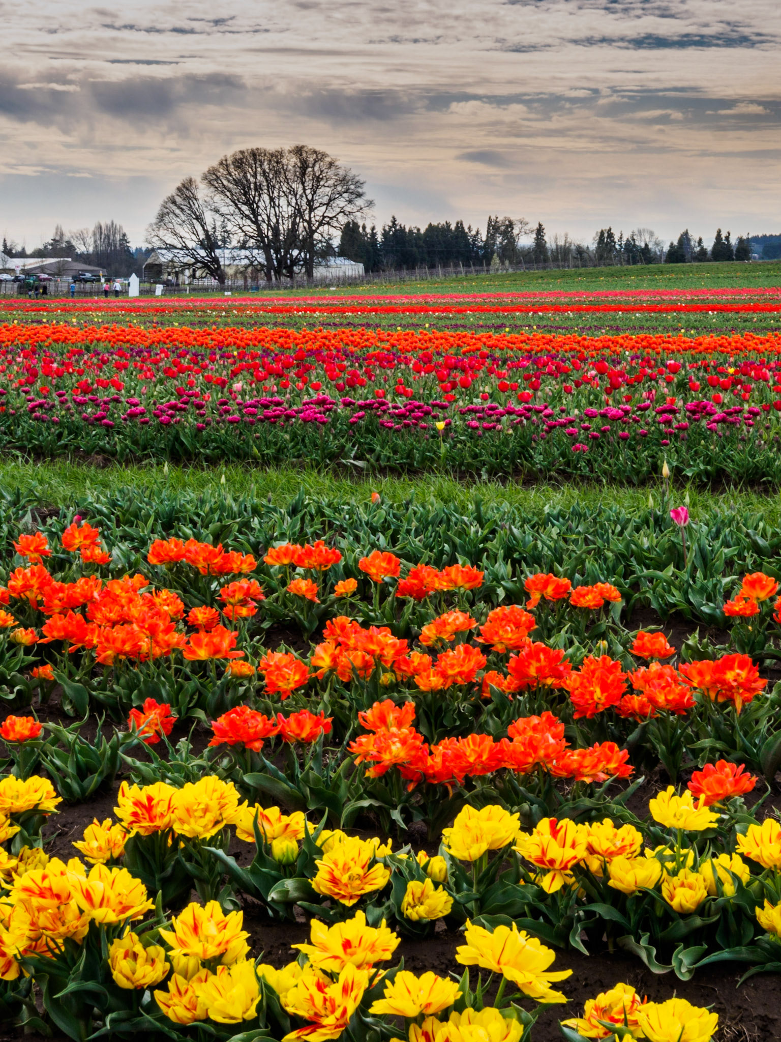 Wooden Shoe Tulip Farm