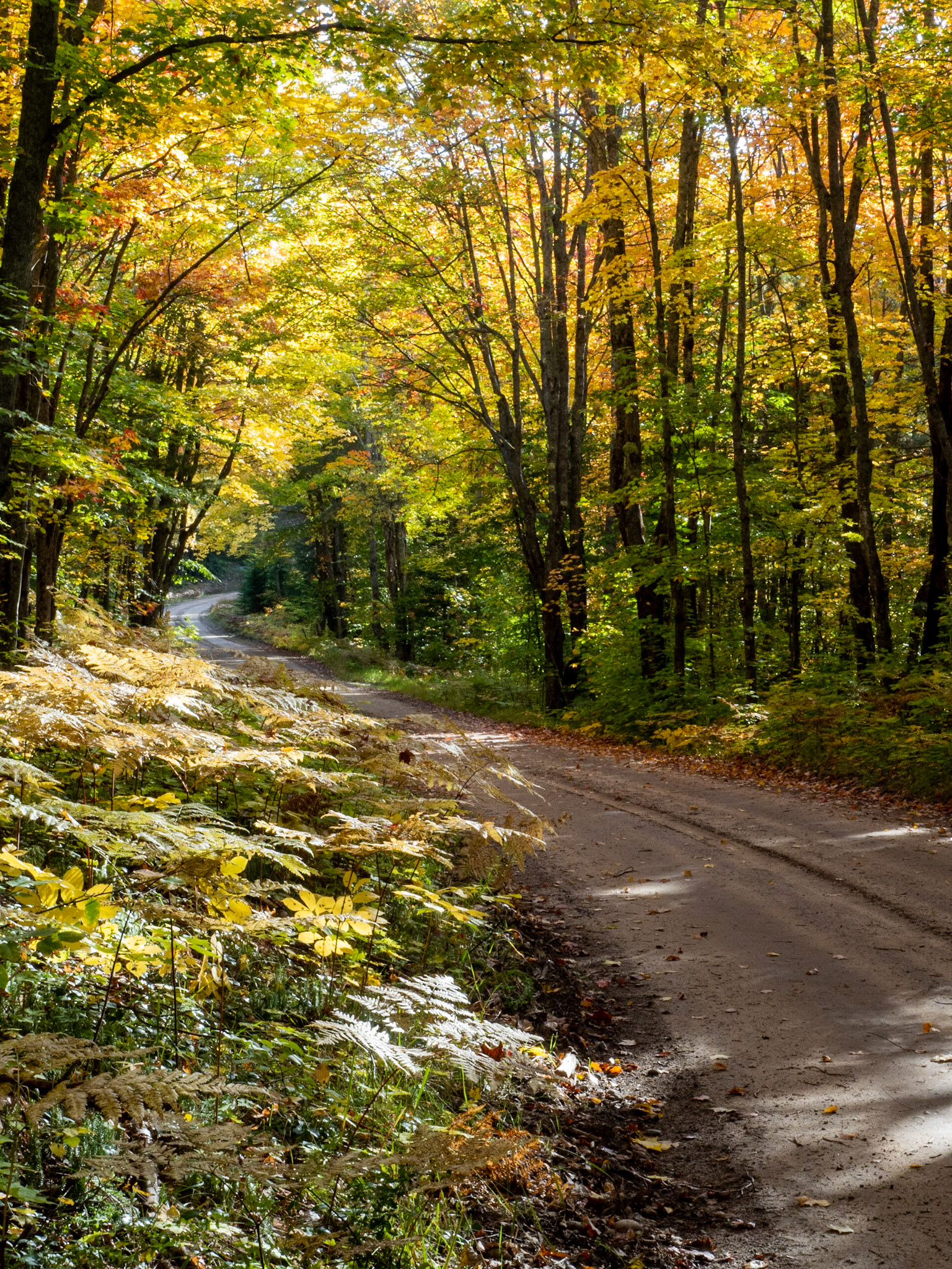 Autumn Road