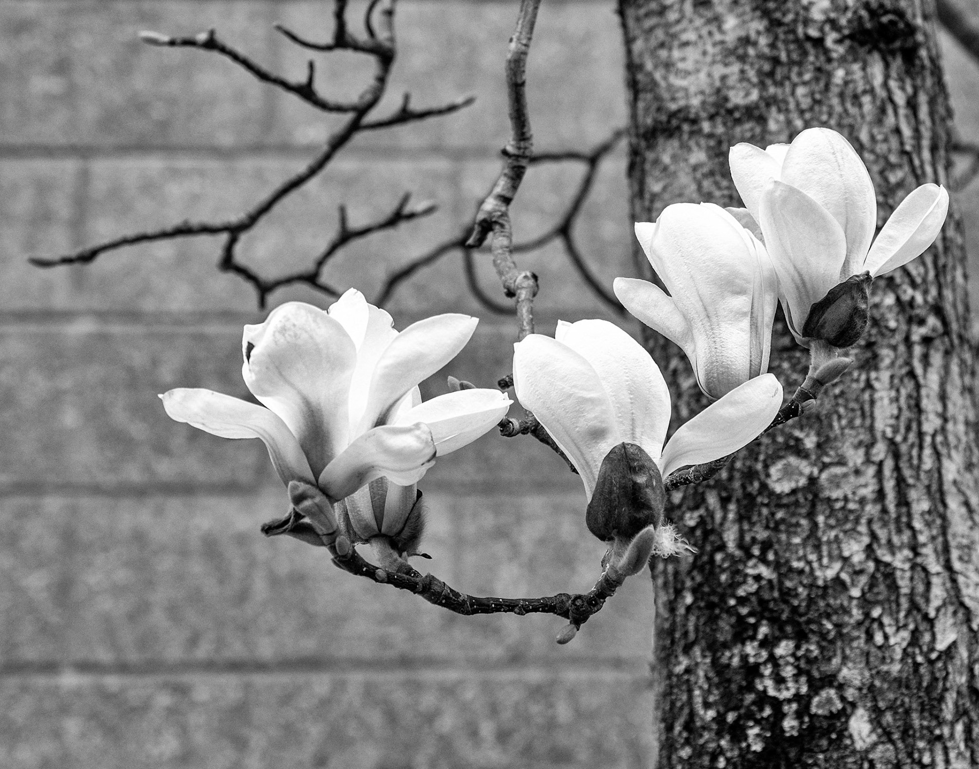 Tulip Tree, Sicily 