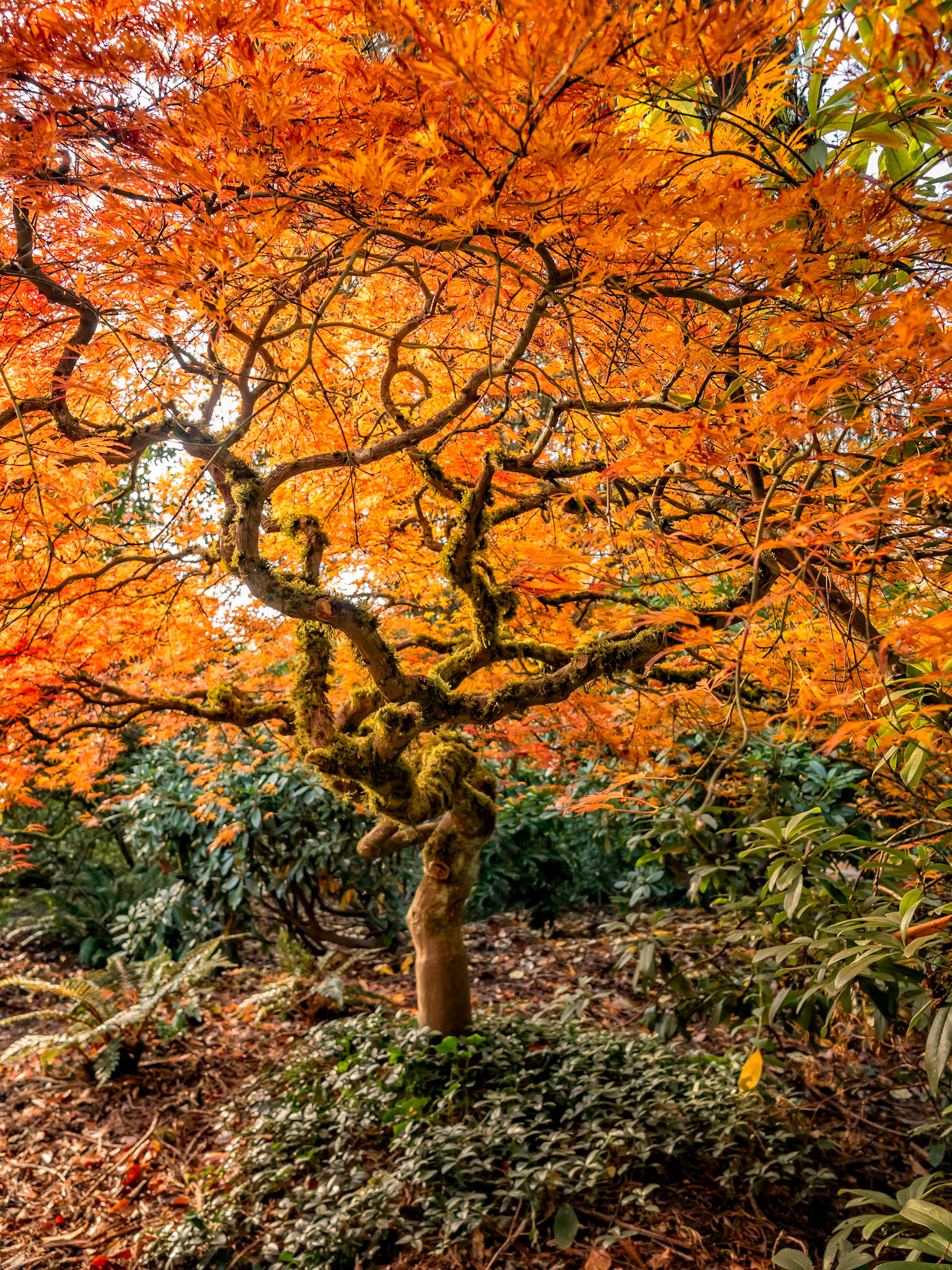 Japanese Maple on Fire