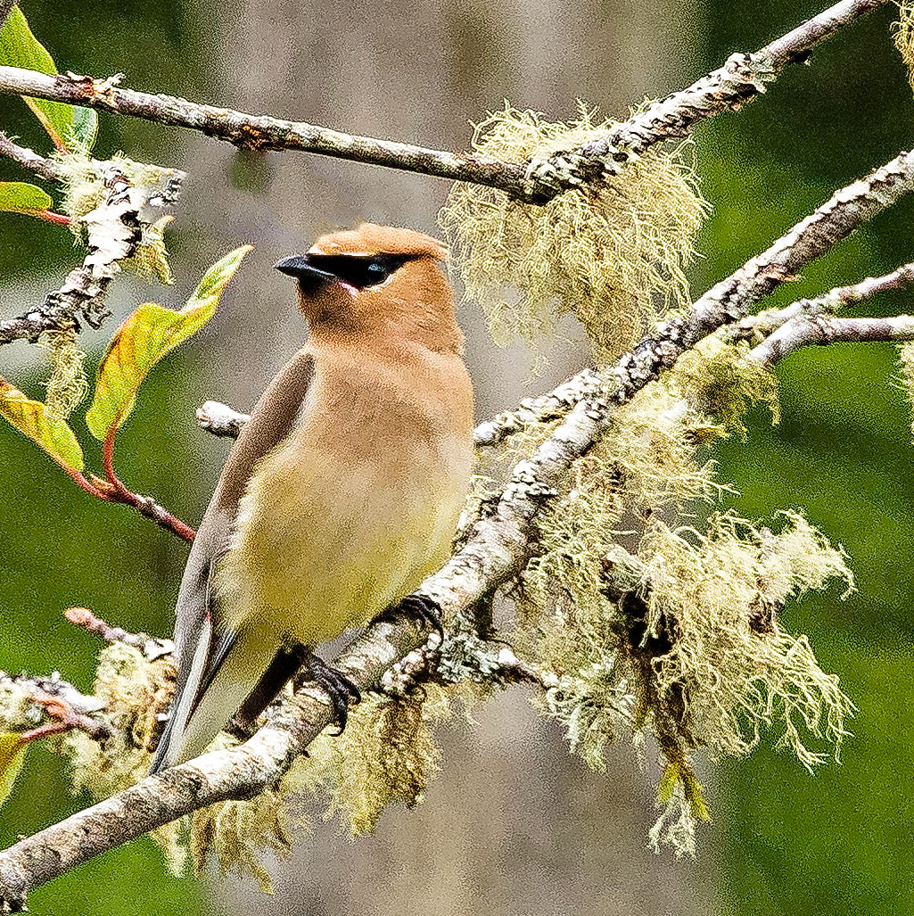 Cedar Waxwing