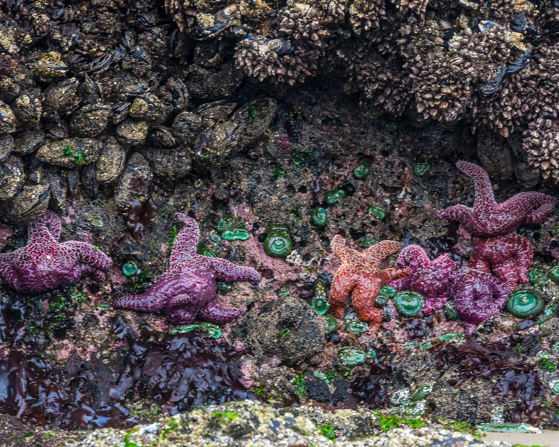 Sea Stars, Oregon Coast