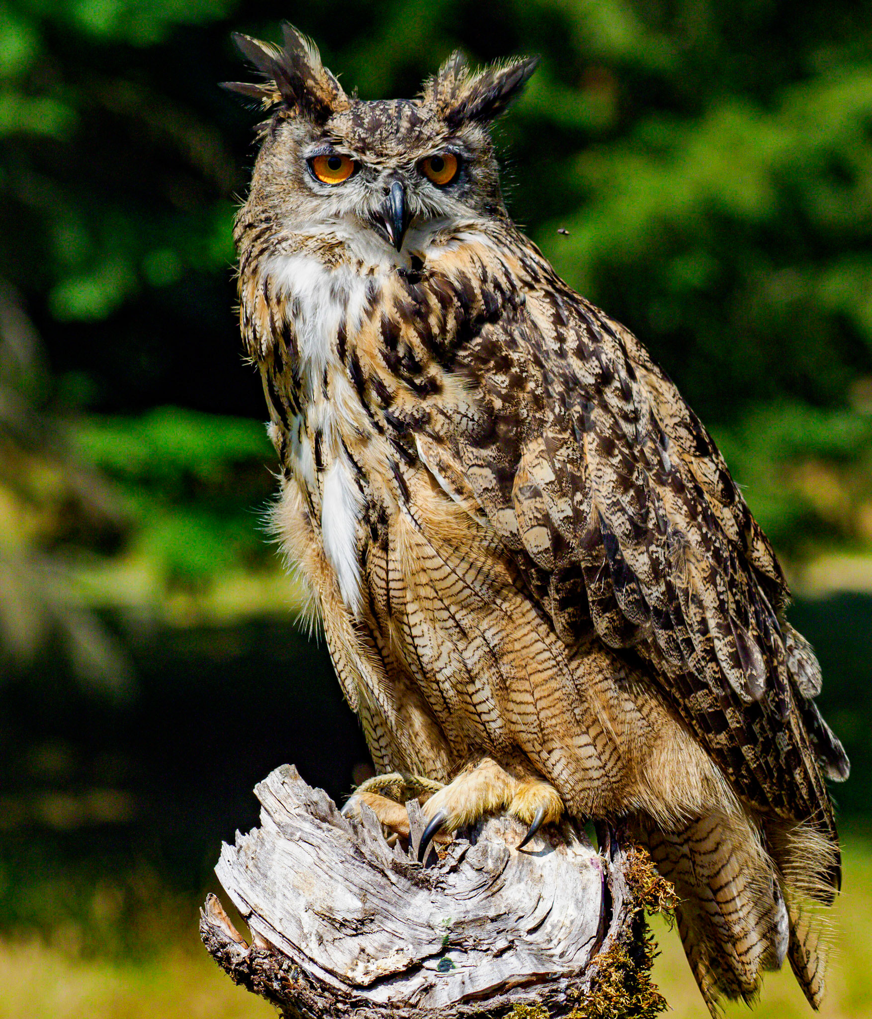 African Owl