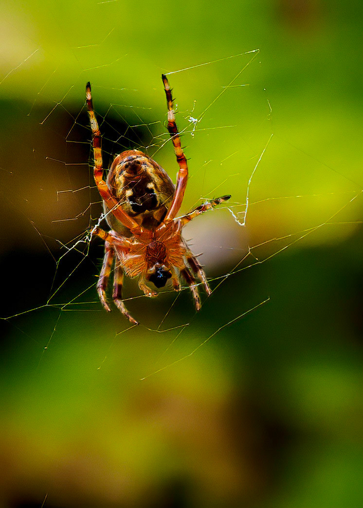 Spider