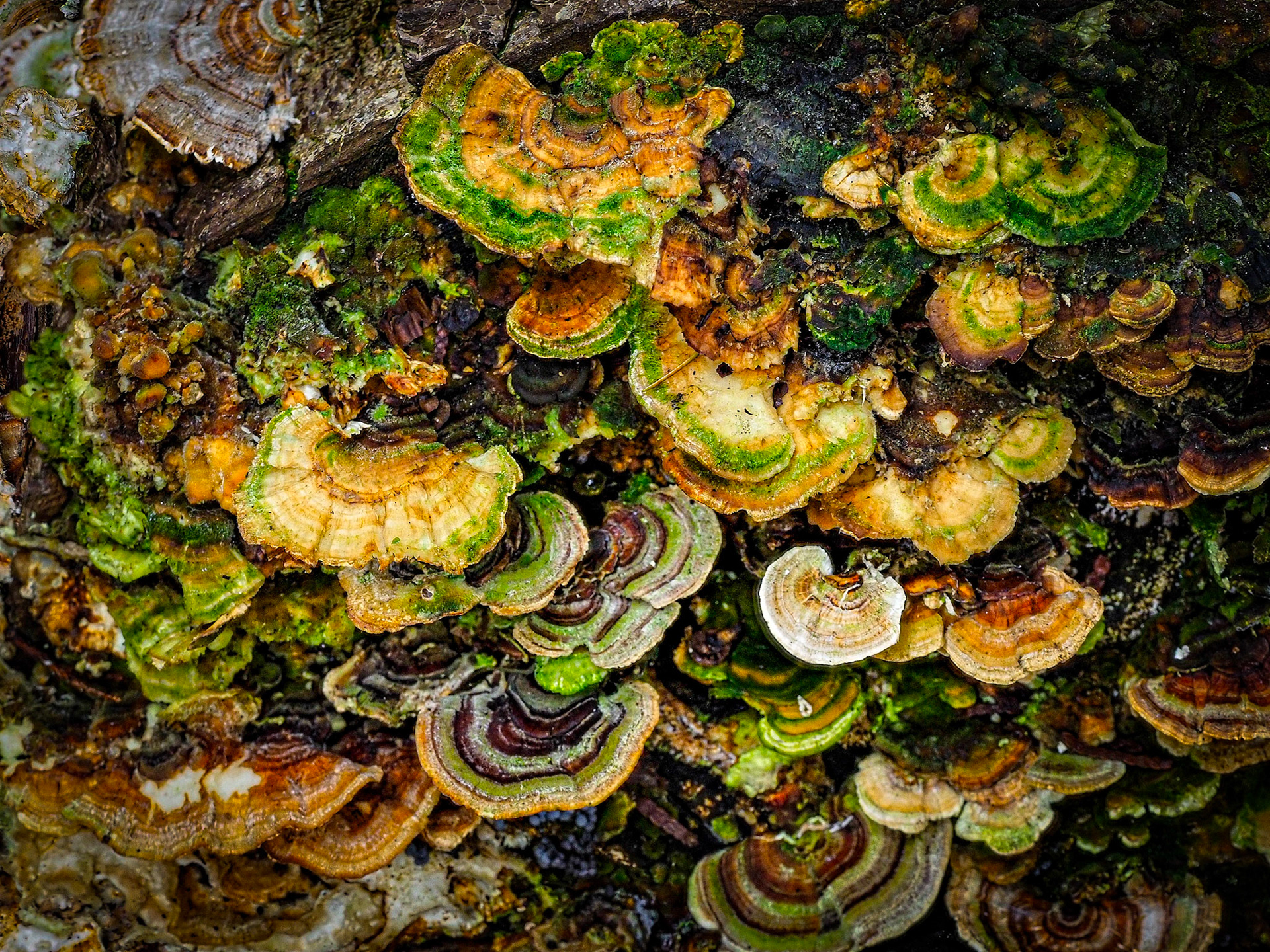 Shelf Fungus