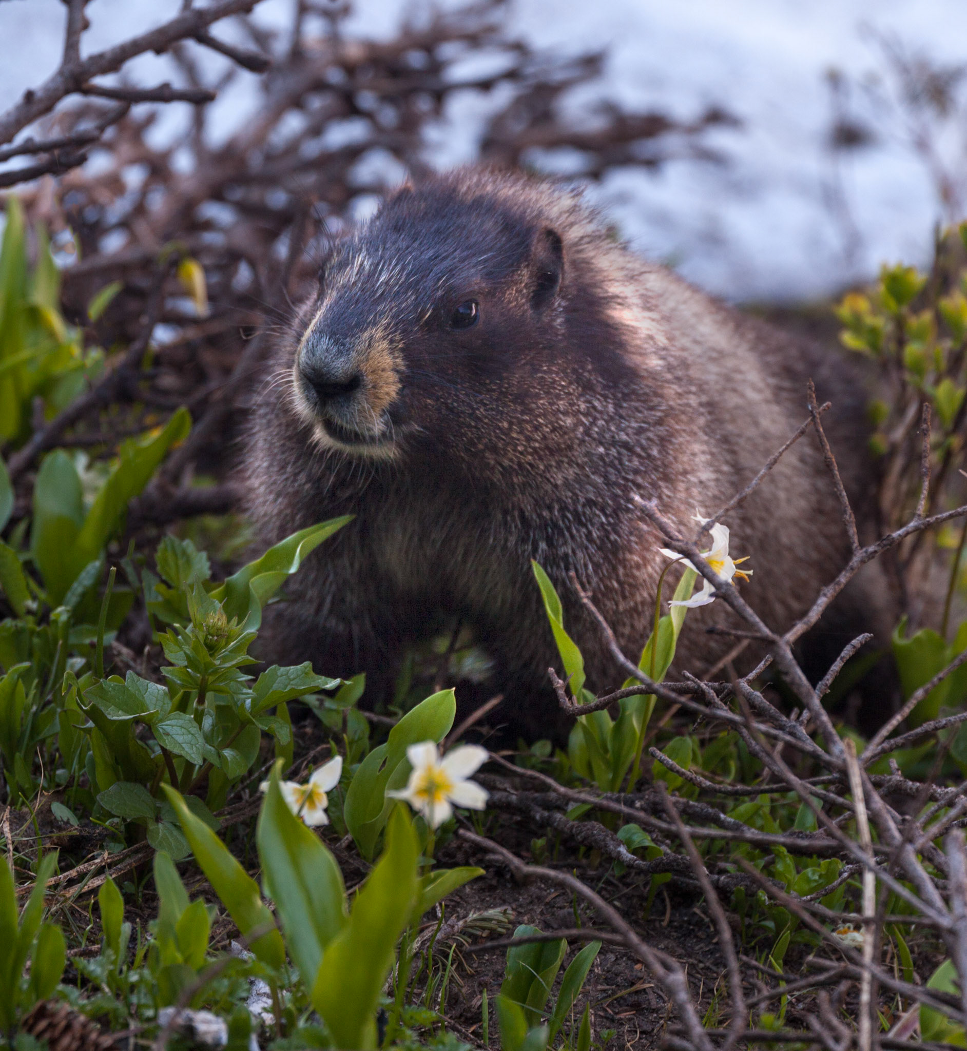 Marmot, Mt. Rainier