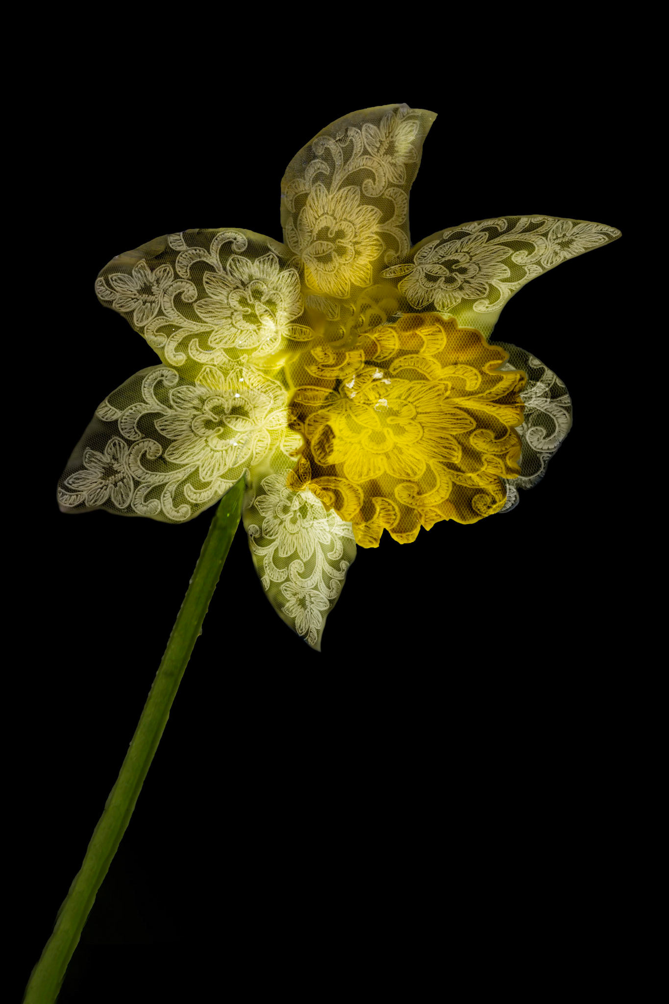 Lace Daffodil, W. WA State Intl. Pictorial Print small Color; Sold Kenmore '15