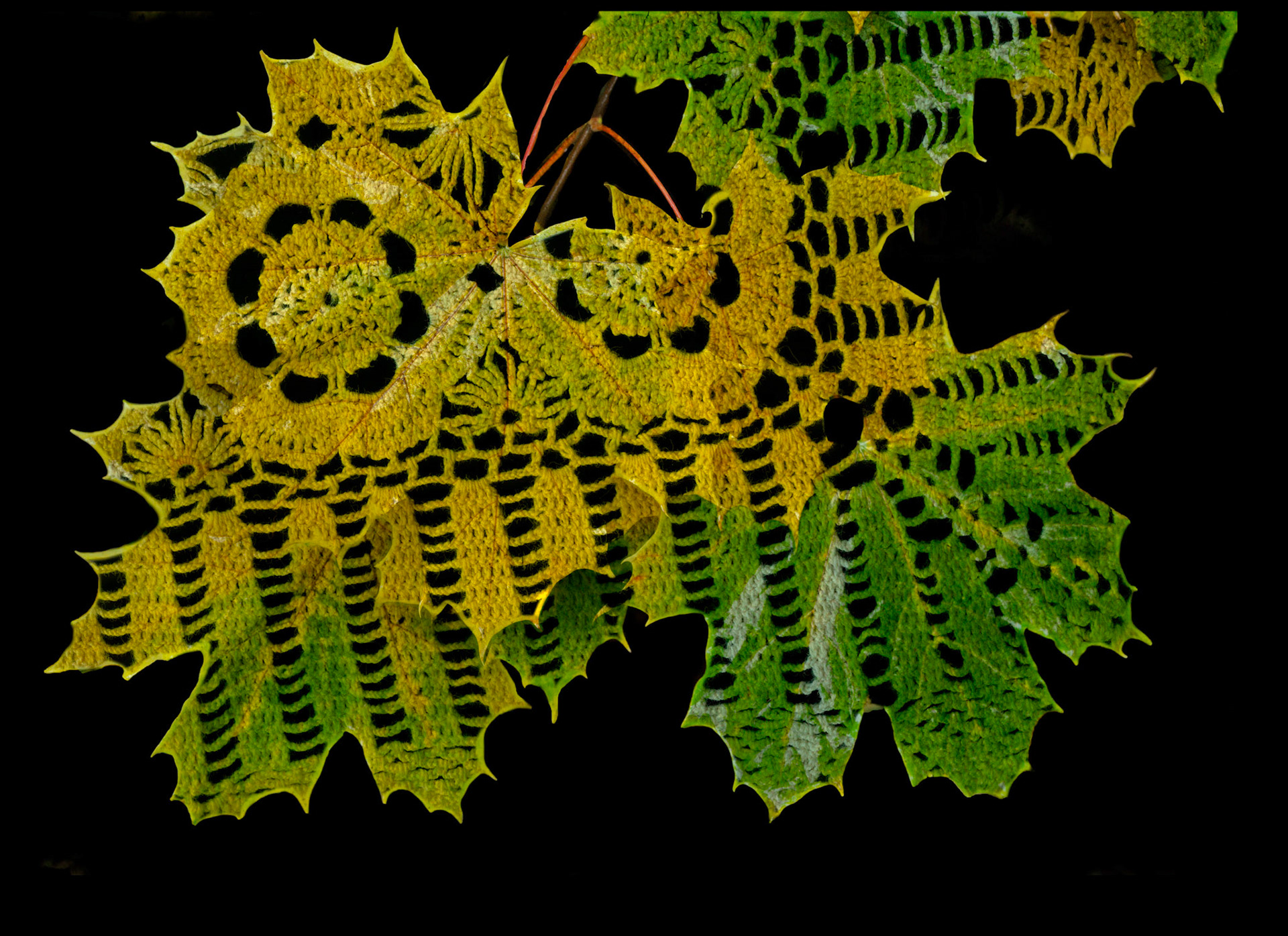 Lace Leaves, Scanned Margaret Haight's Crochet and Leaves