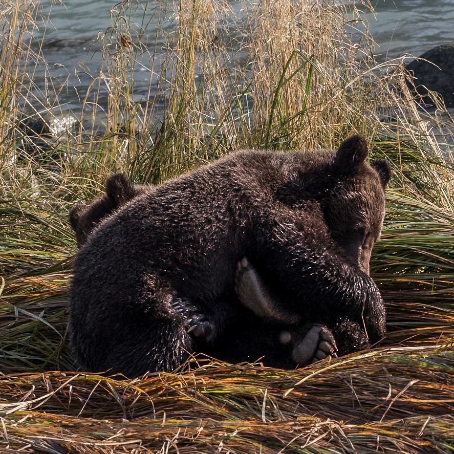 Bear Hug