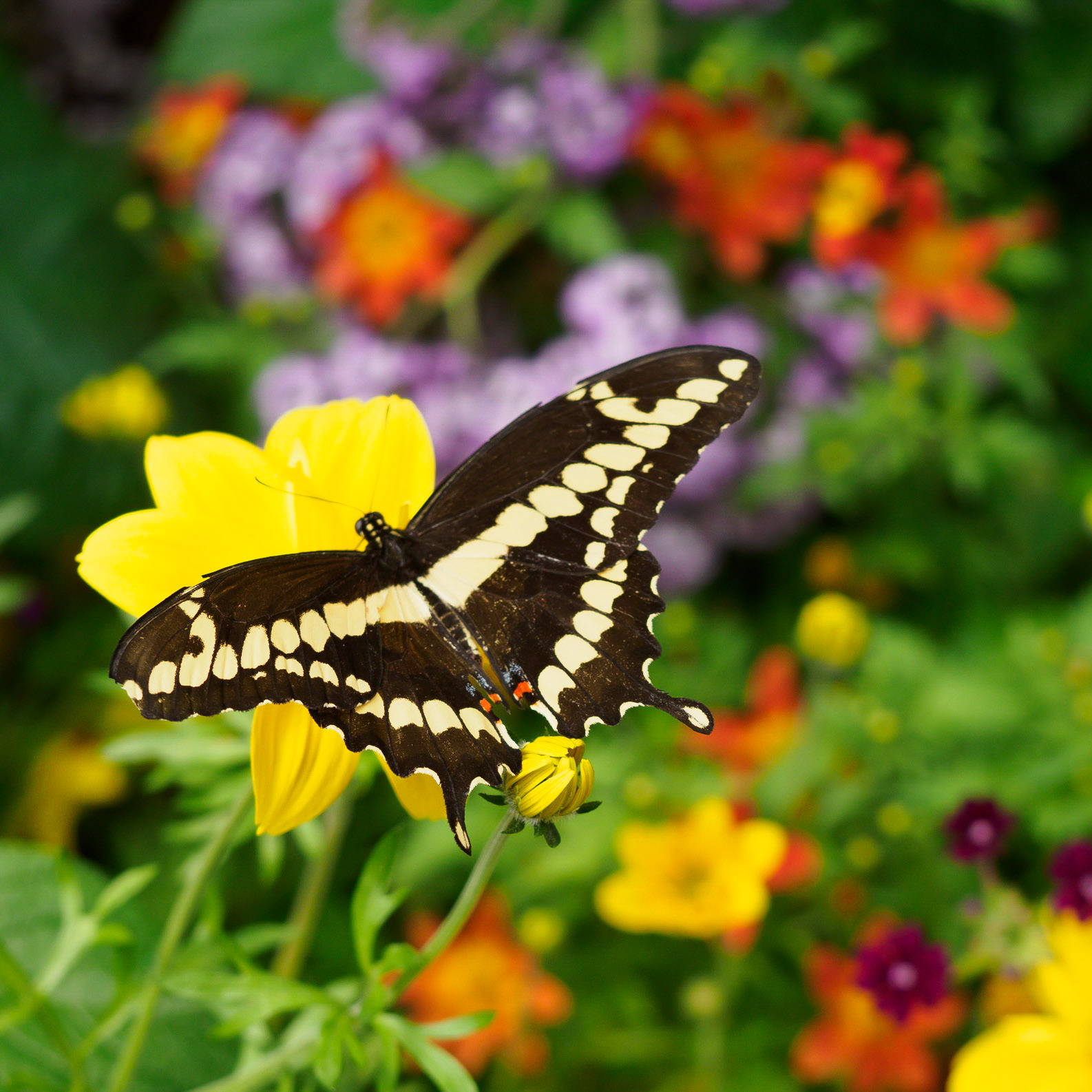 Swallowtail Butterfly