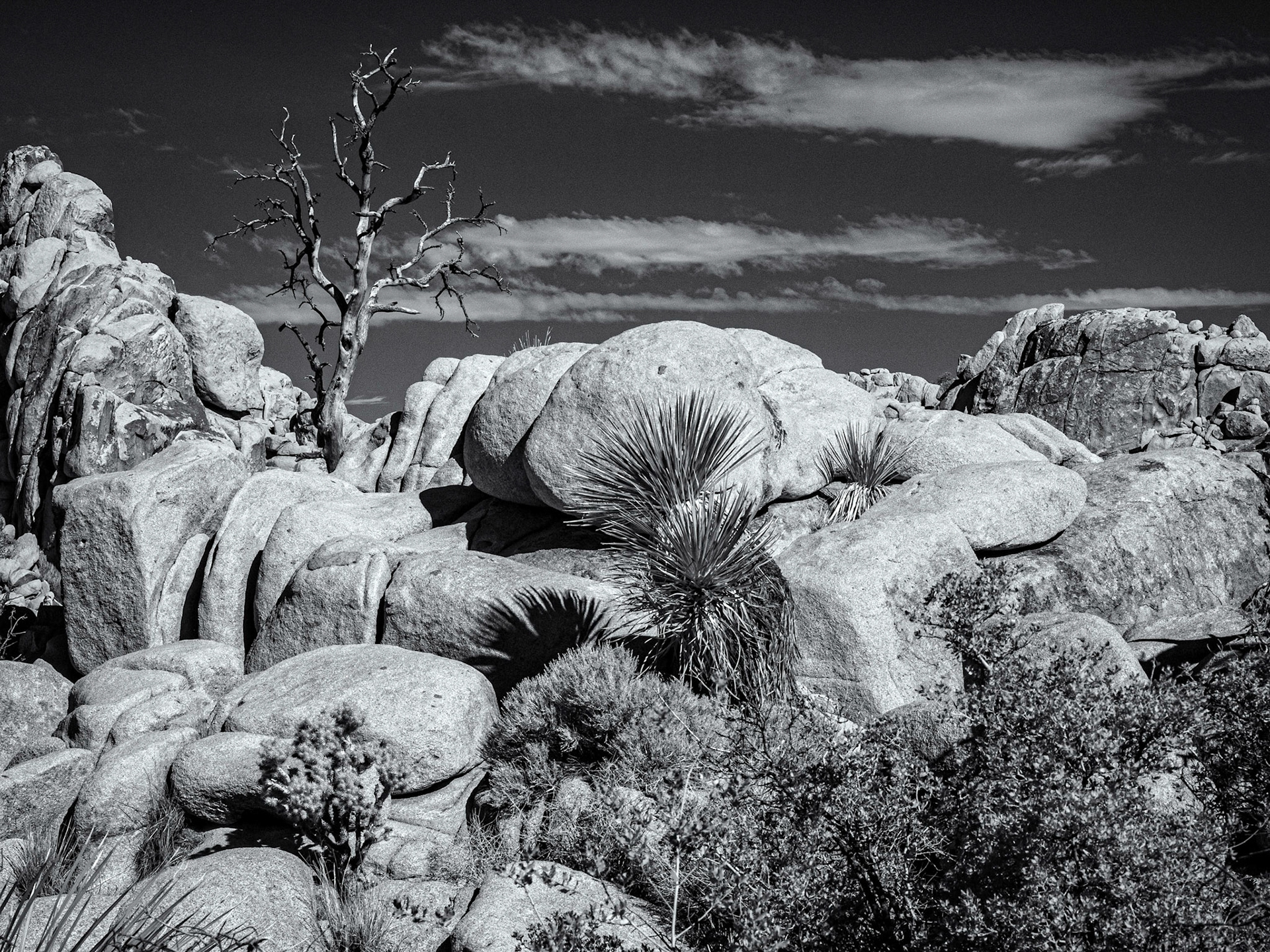 Infrared Beach Tree