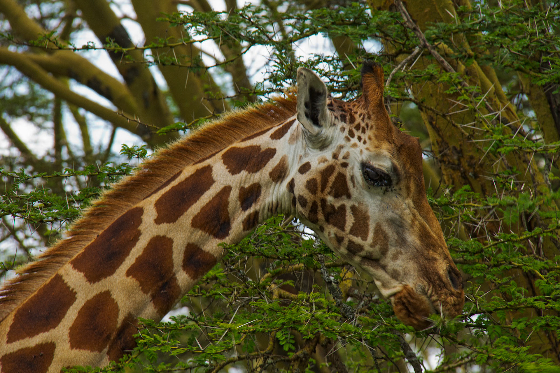 Giraffe Head, Kenya