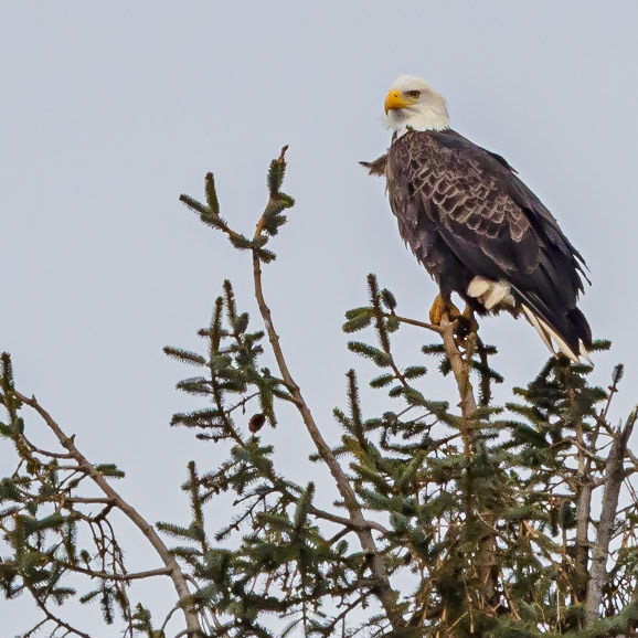 Bald Eagel
