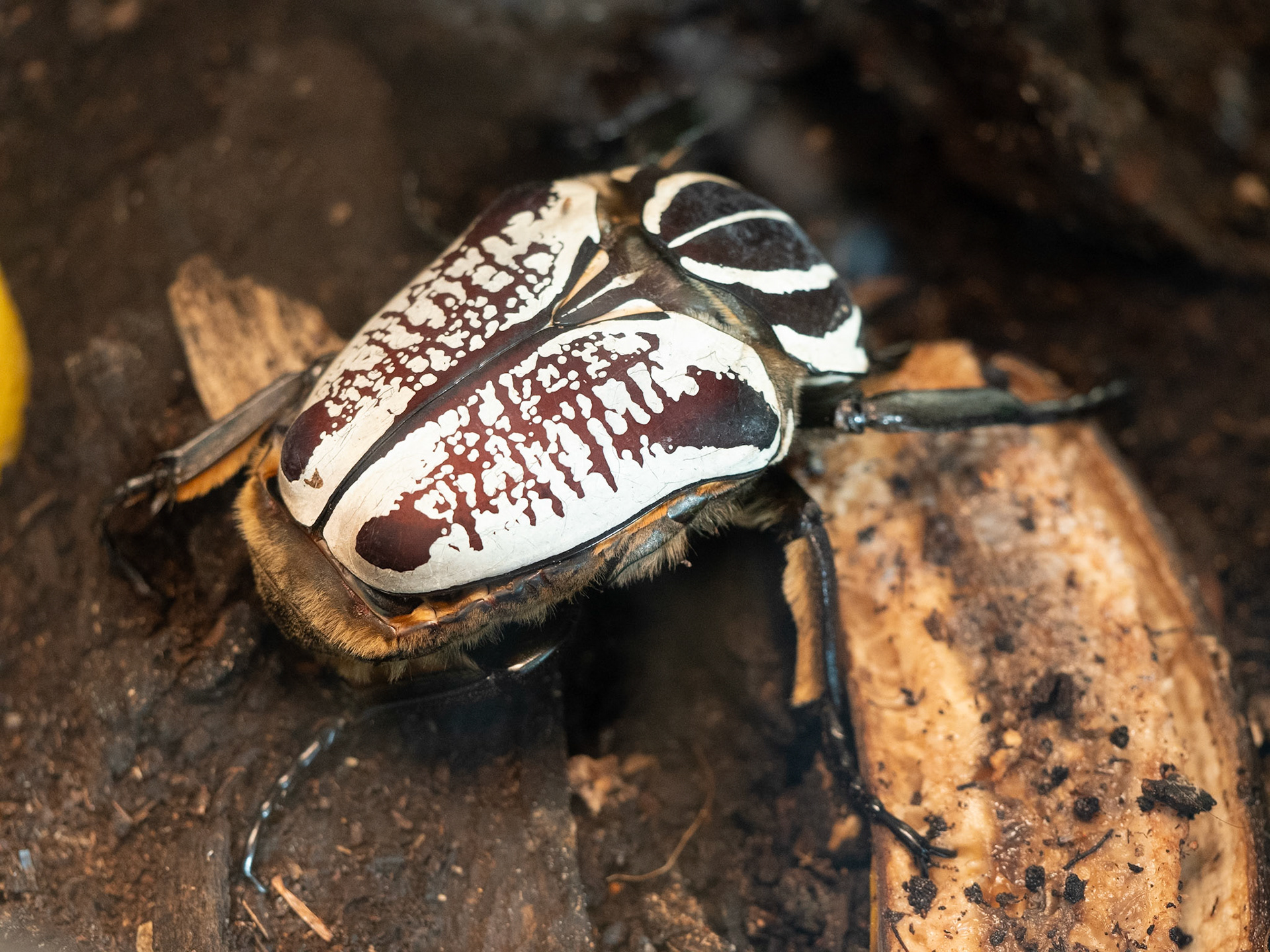 June Beetle