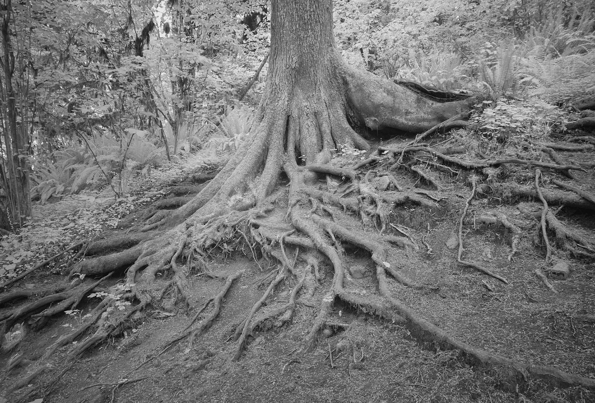 Roots