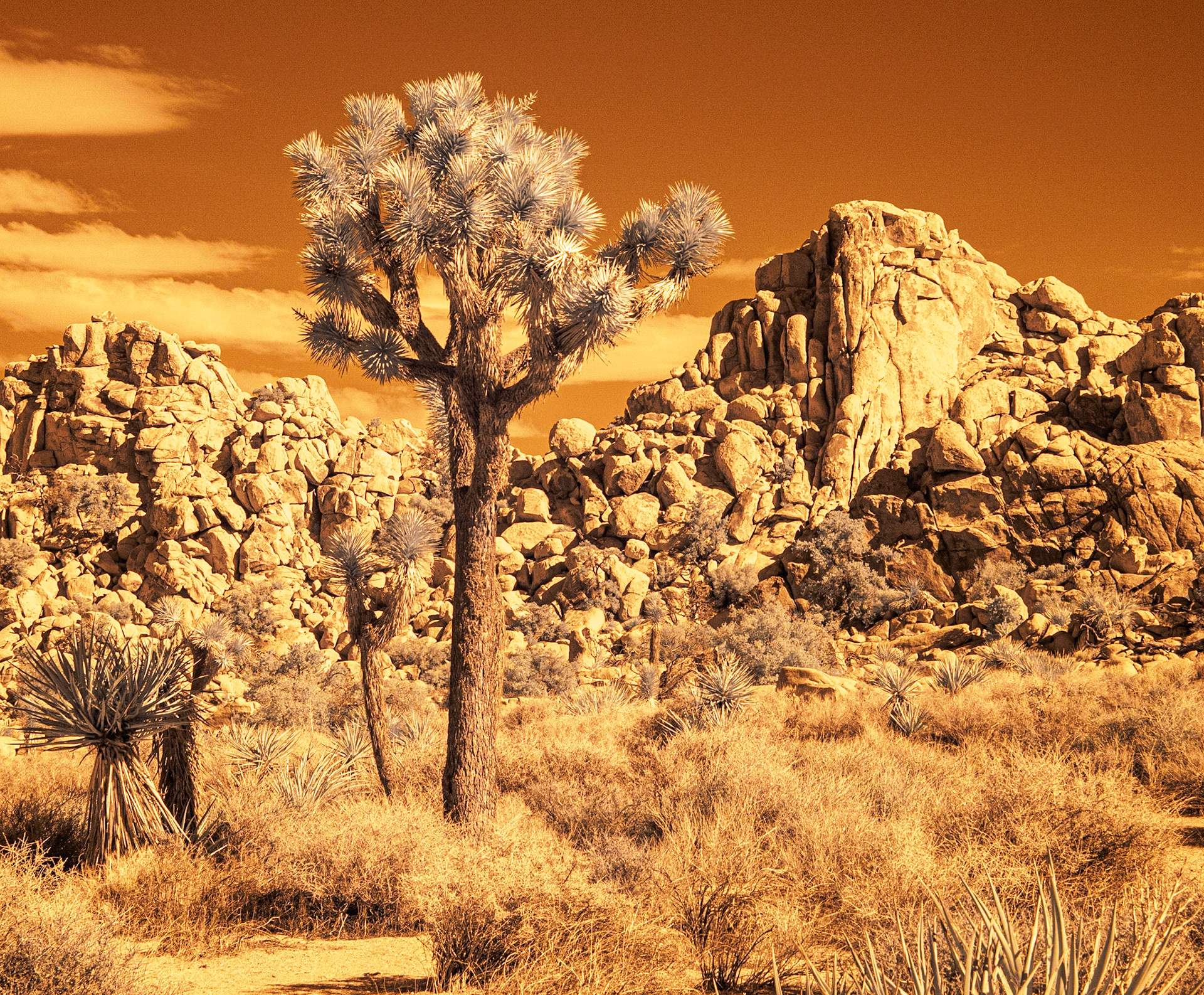 Joshua Tree Park