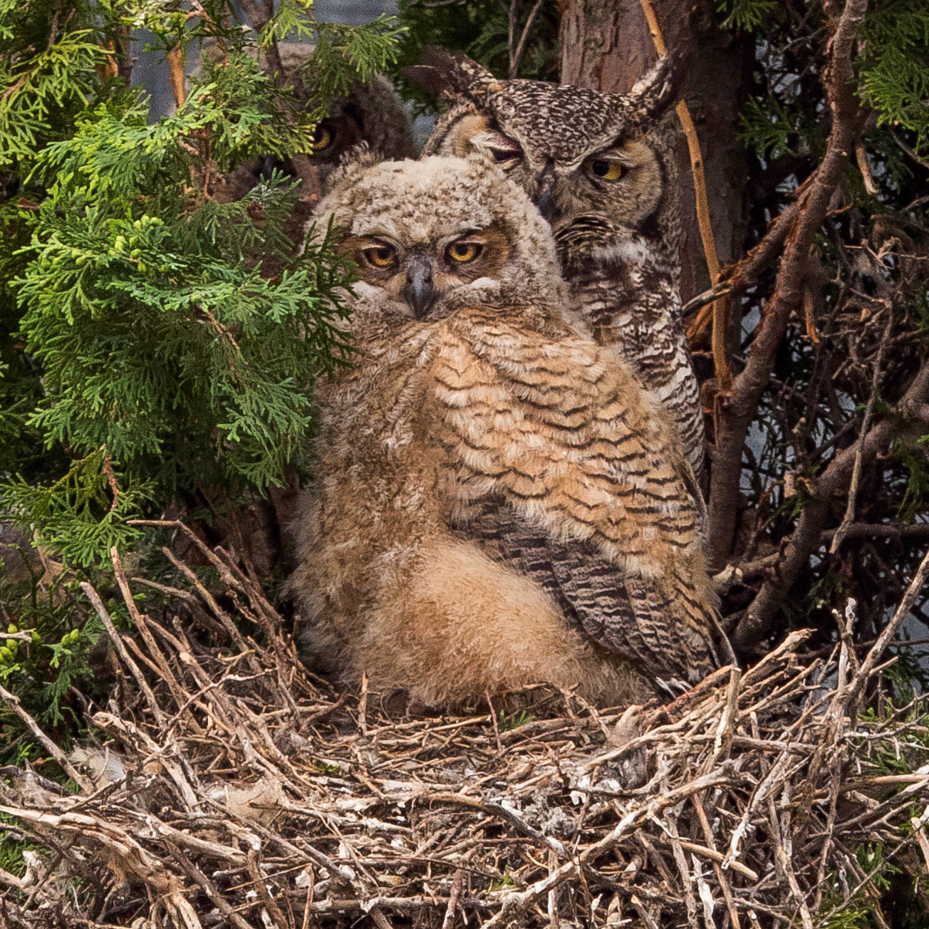 Great Horned Owls
