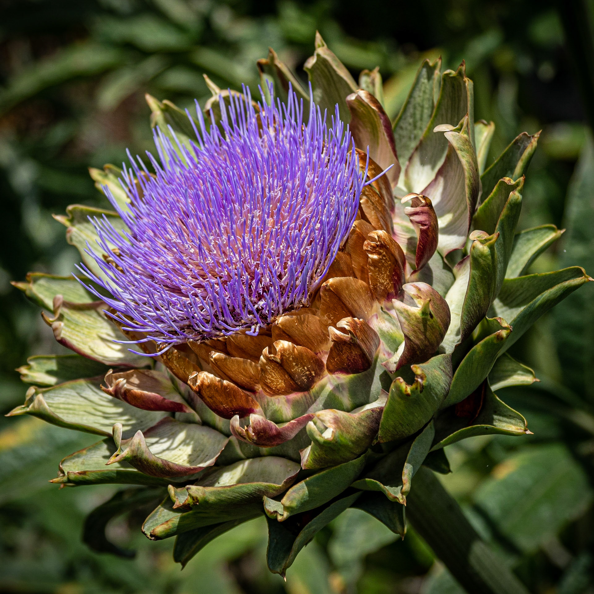 Macro Artichoke