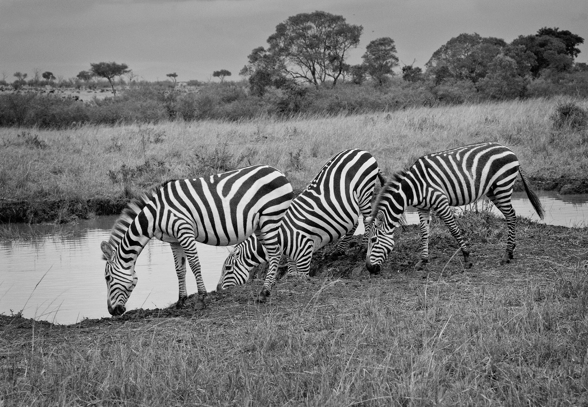 Zebras at Water Hole, Mono, Kenya