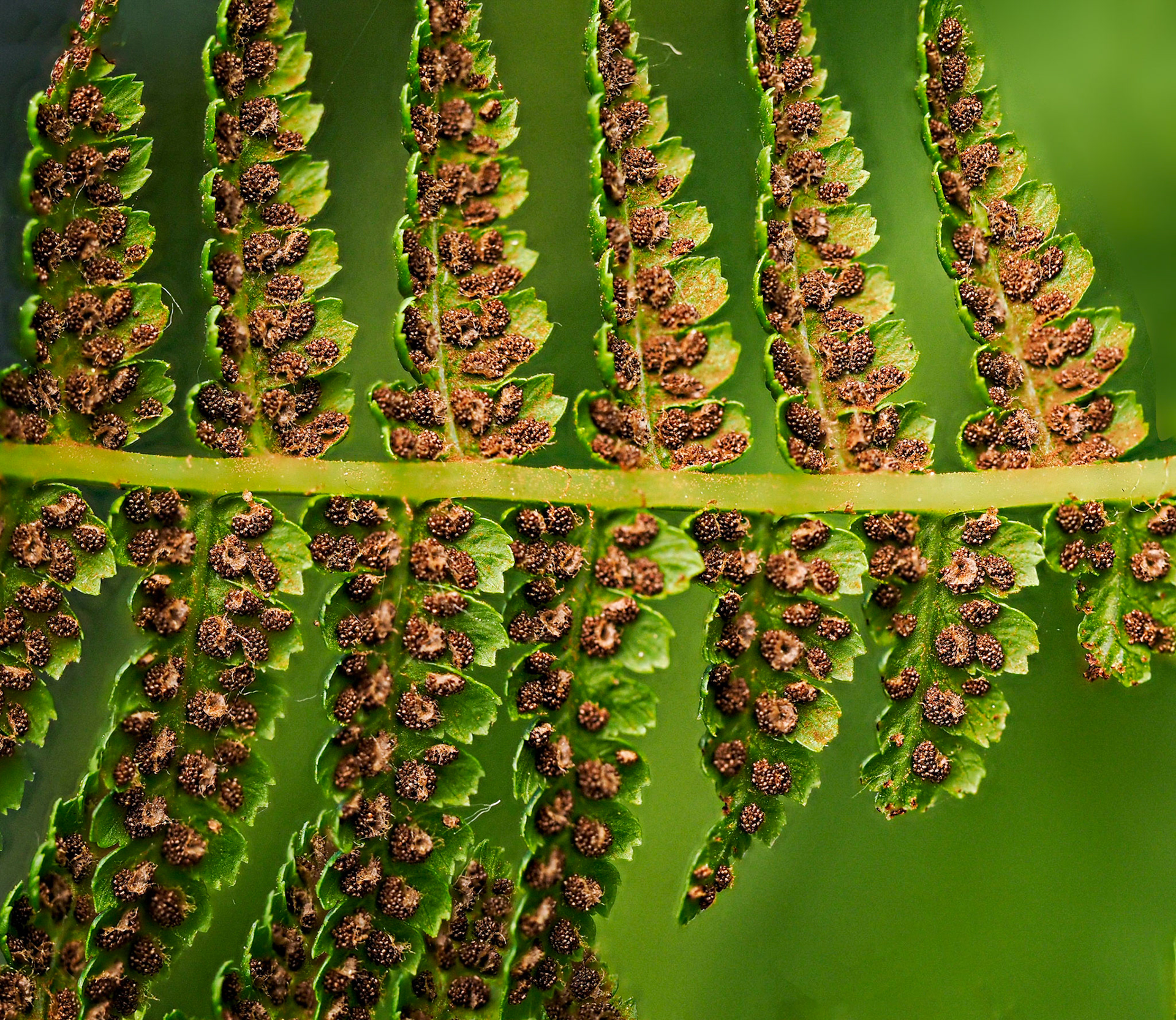 Macro Fern