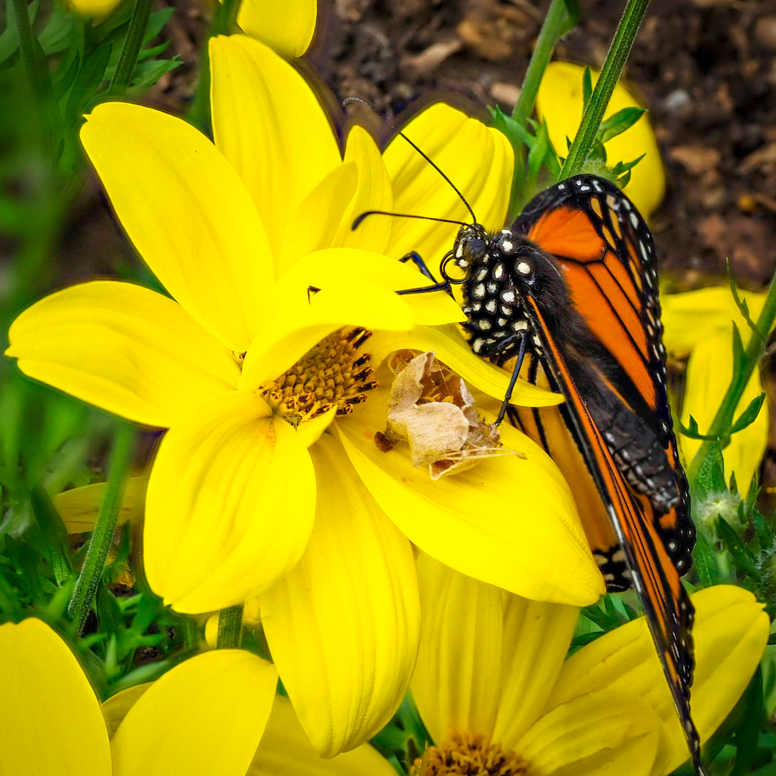 Monarch Butterfly on Yellow Flower