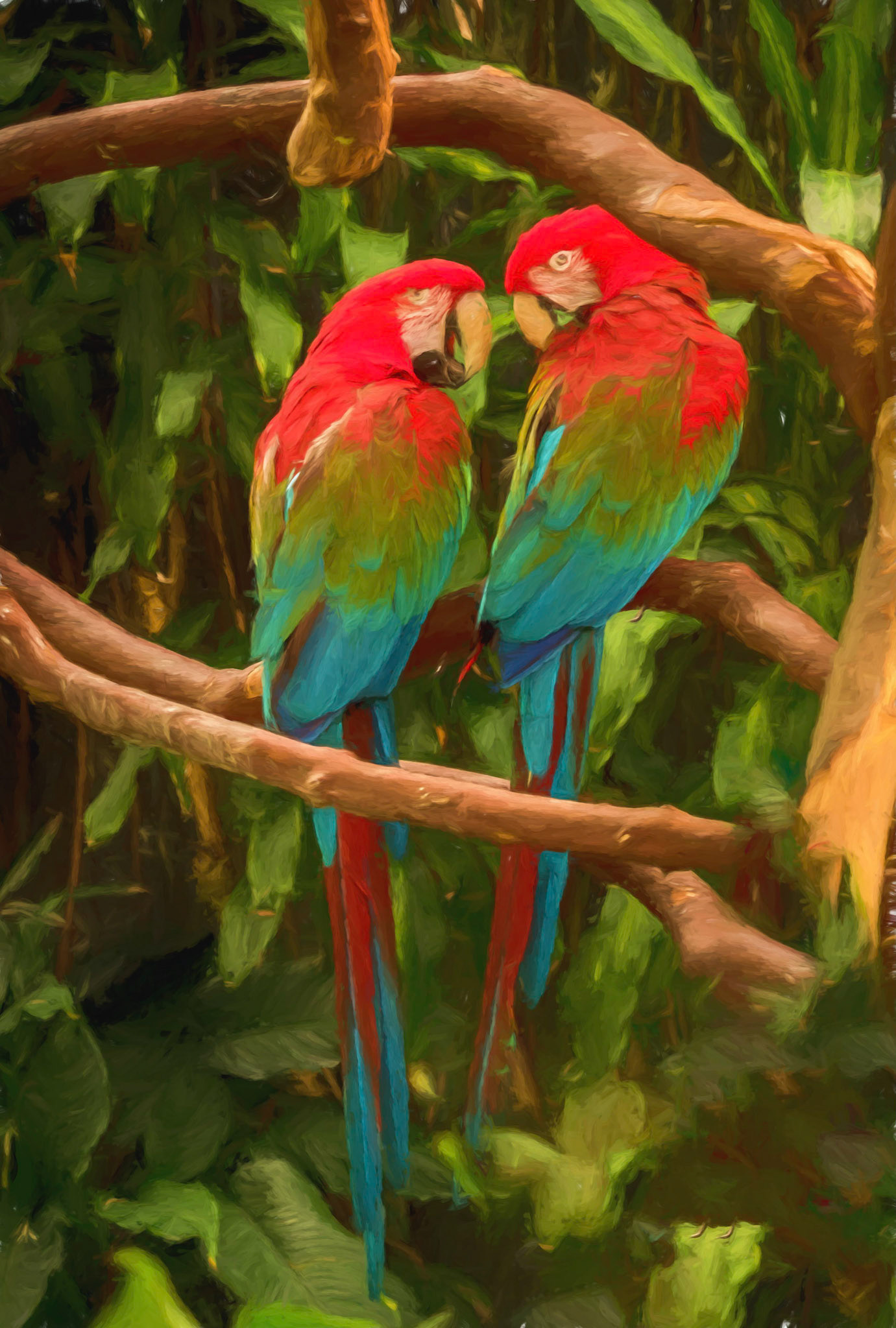 Macaws