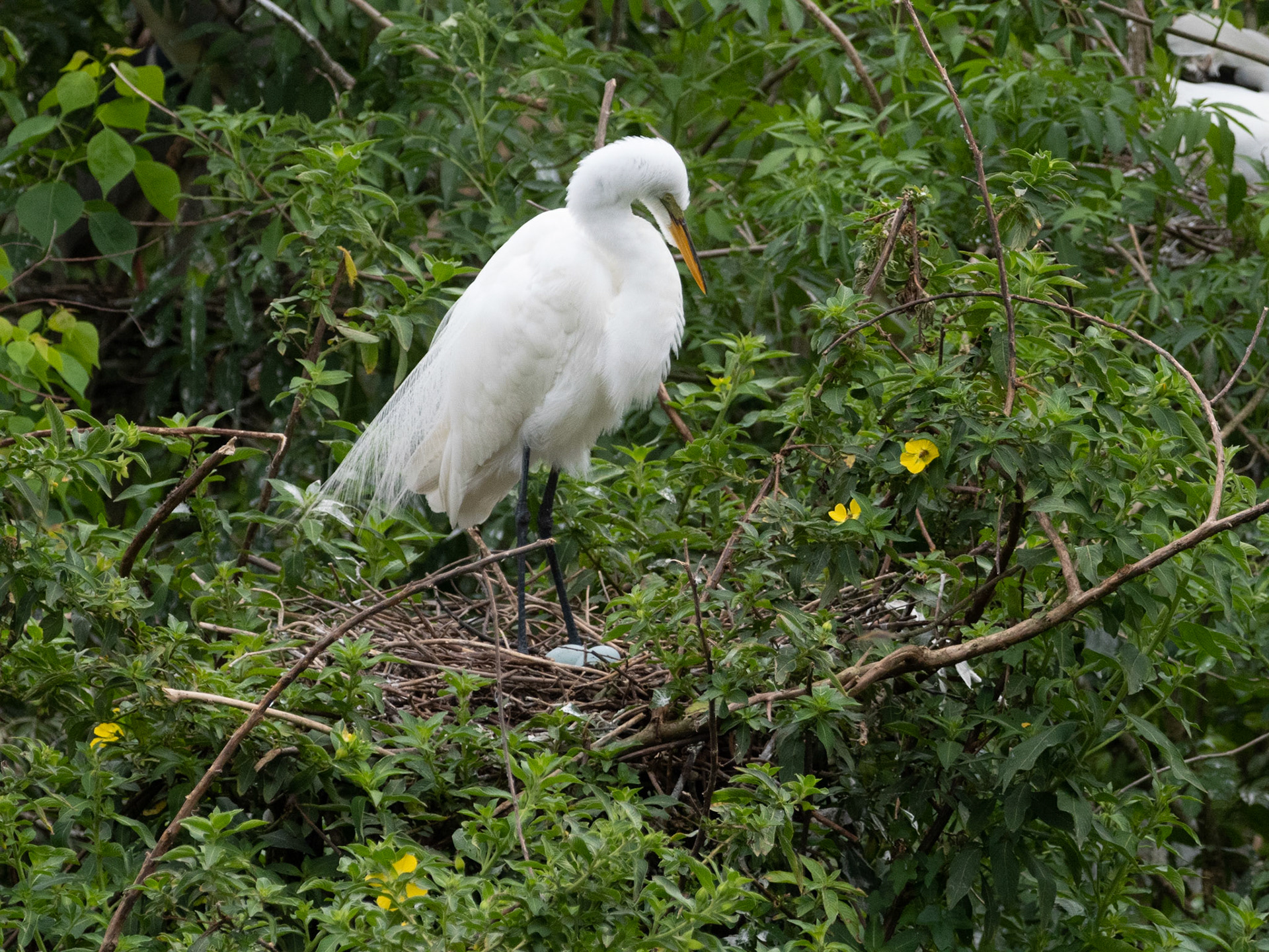 Egret
