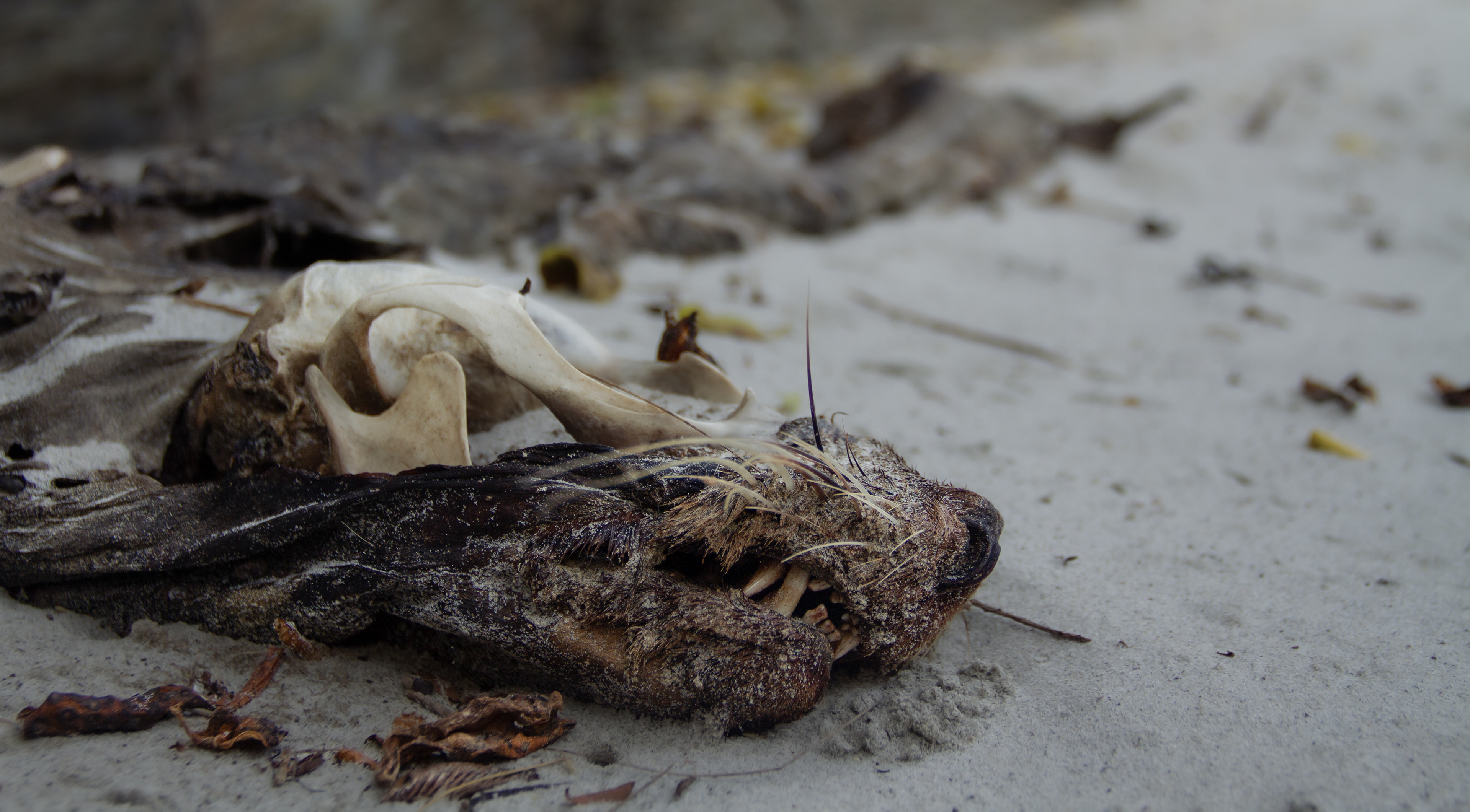 Species Loss: Brighton, Dunedin, NZ, 2024