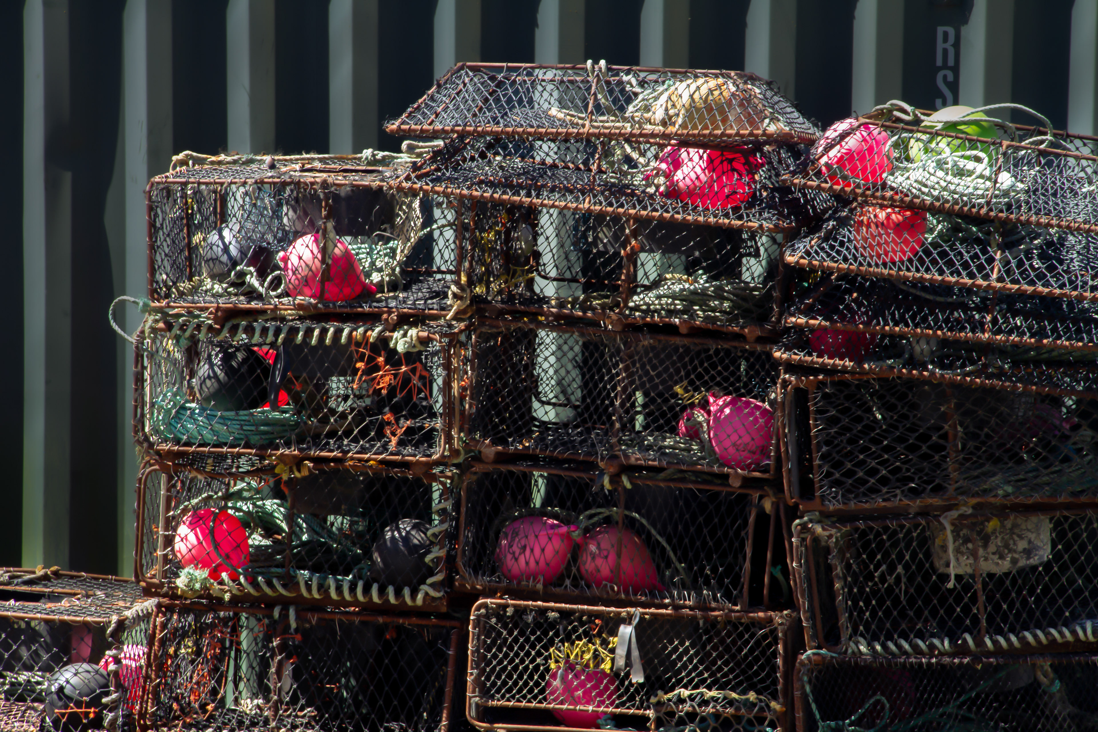 Overfishing: Dunedin, NZ, 2024