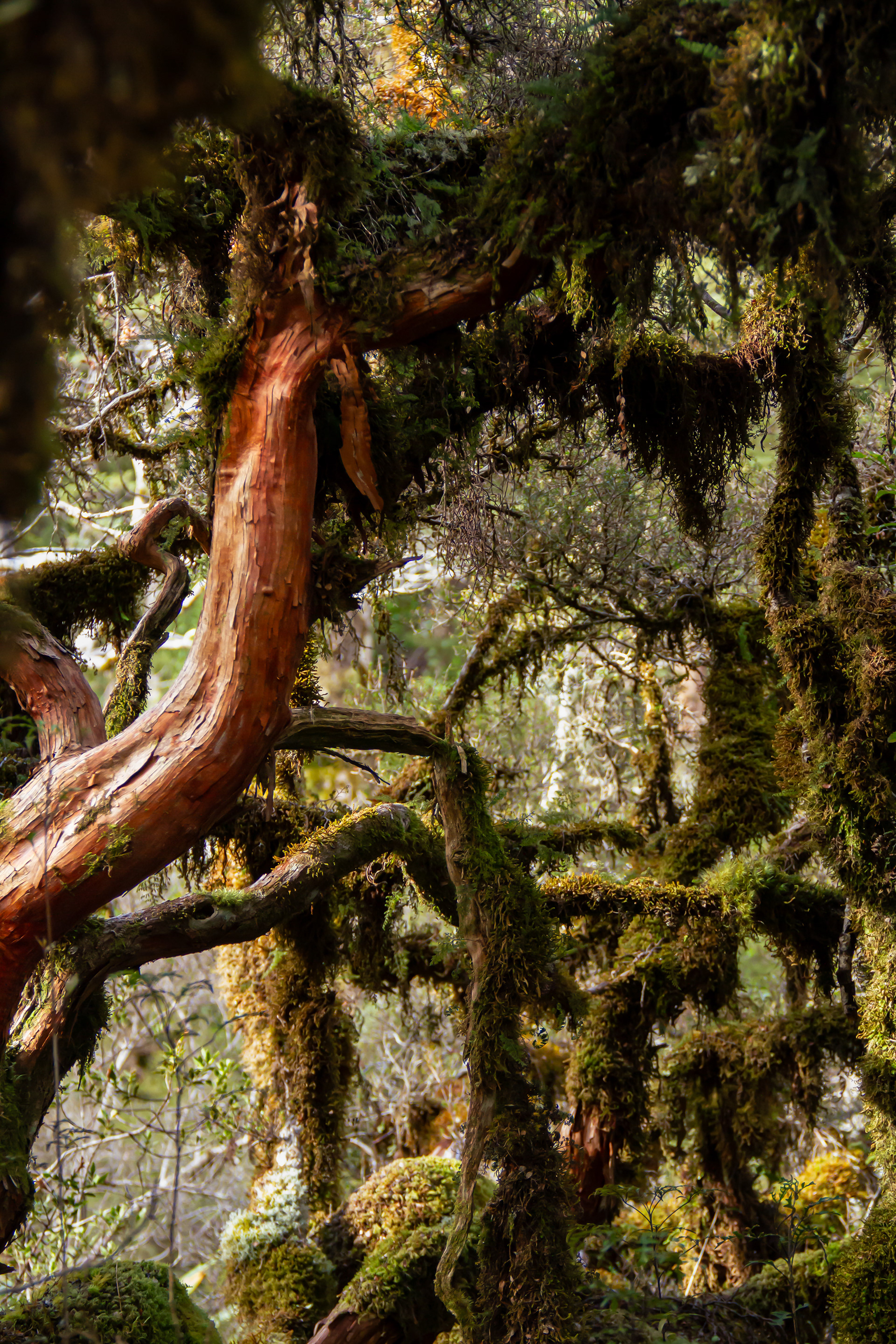 Arthur's Pass, NZ, 2024